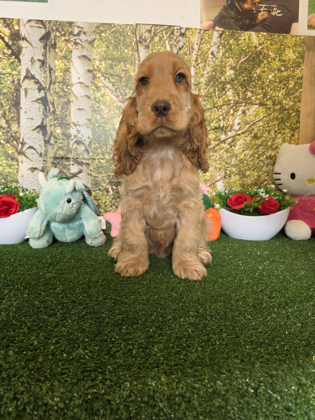 Chiot Cocker Spaniel Anglais du domaine de Std Gladyce