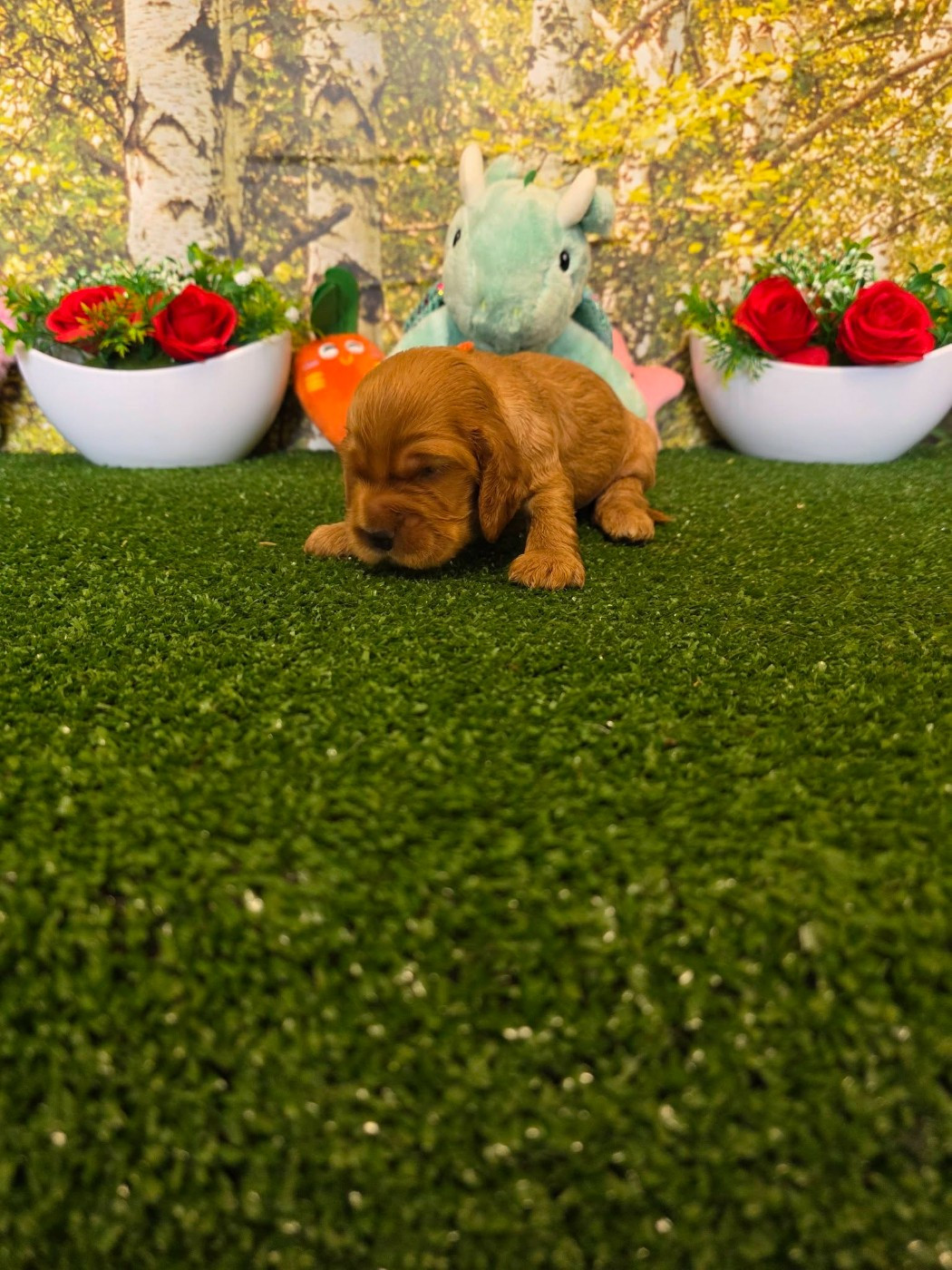 du domaine de Std Gladyce - Chiots disponibles - Cocker Spaniel Anglais