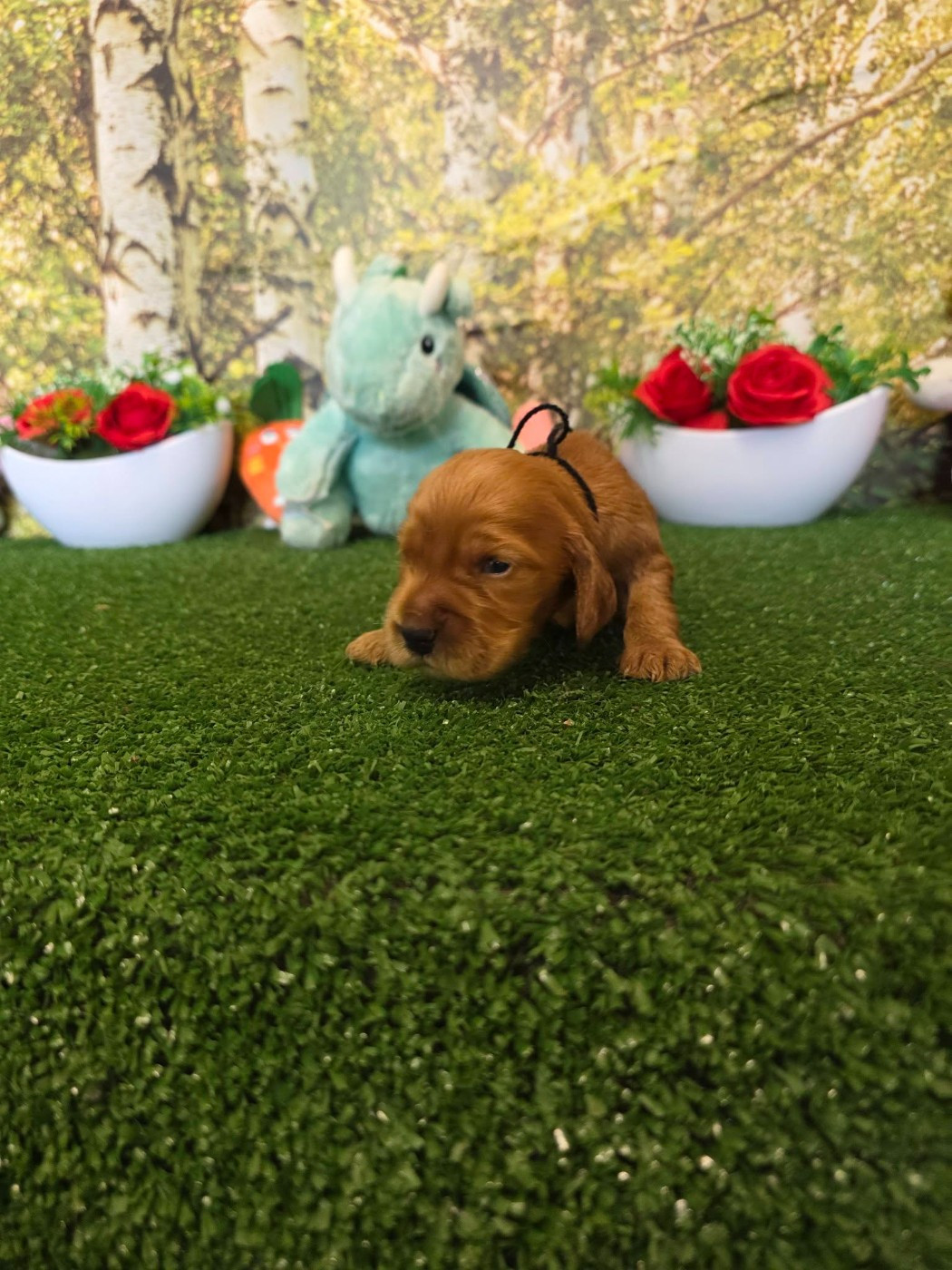 du domaine de Std Gladyce - Chiots disponibles - Cocker Spaniel Anglais