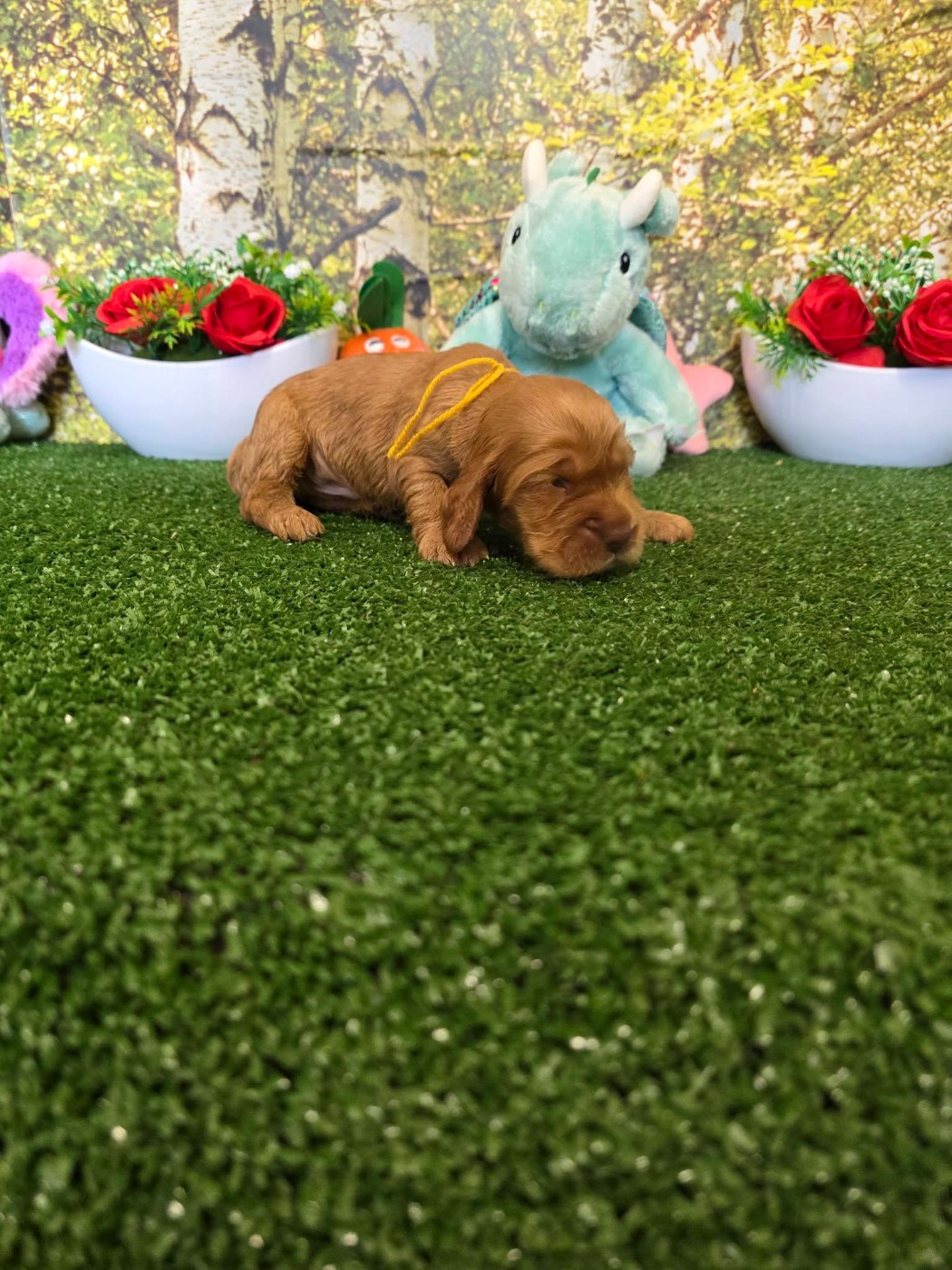 du domaine de Std Gladyce - Chiots disponibles - Cocker Spaniel Anglais