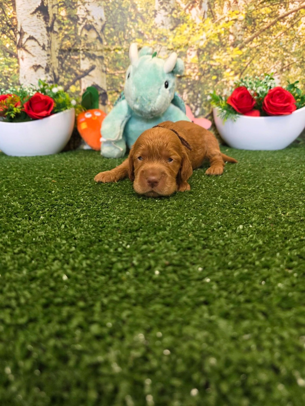 du domaine de Std Gladyce - Chiots disponibles - Cocker Spaniel Anglais