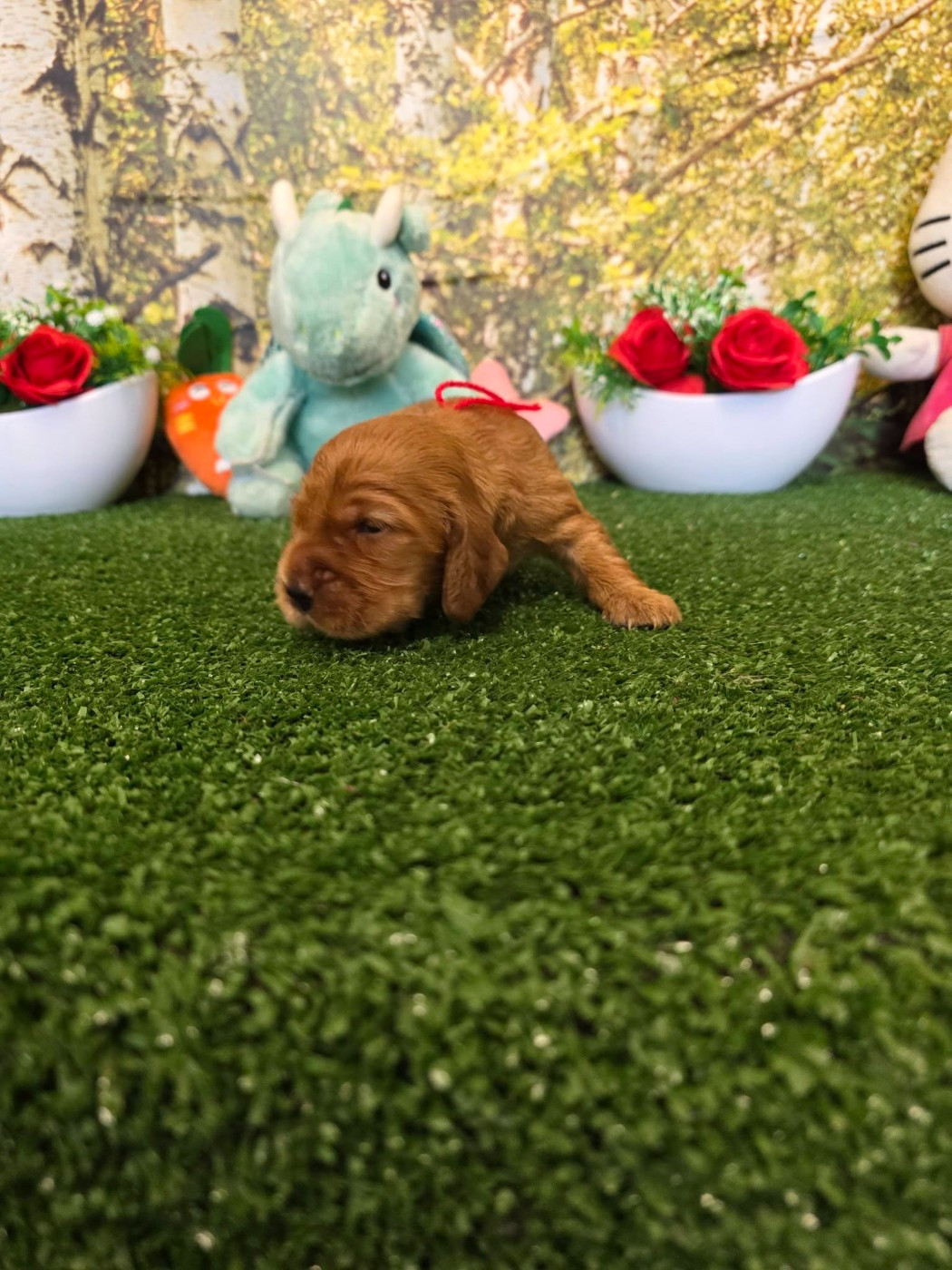 du domaine de Std Gladyce - Chiots disponibles - Cocker Spaniel Anglais
