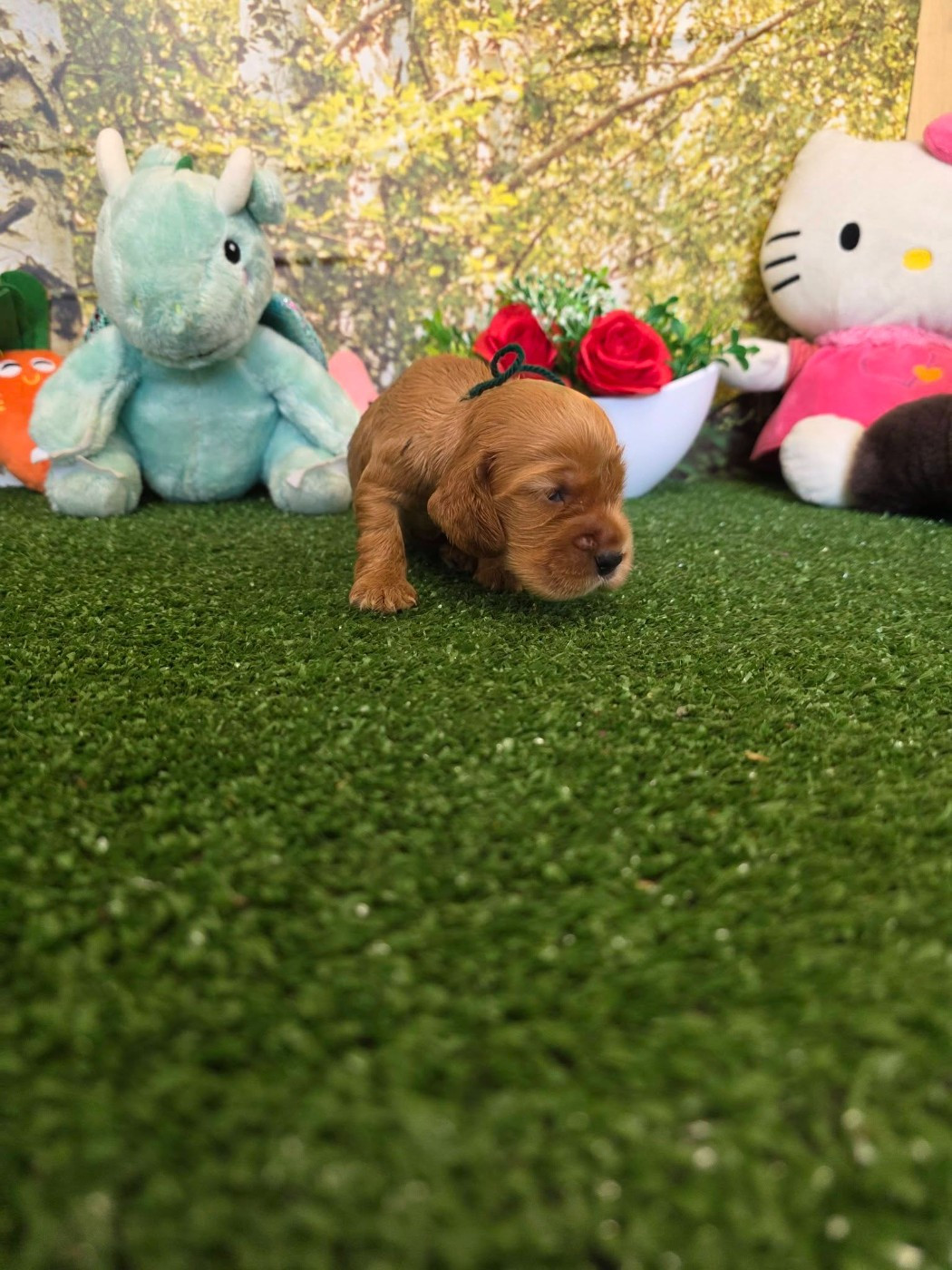 du domaine de Std Gladyce - Chiots disponibles - Cocker Spaniel Anglais