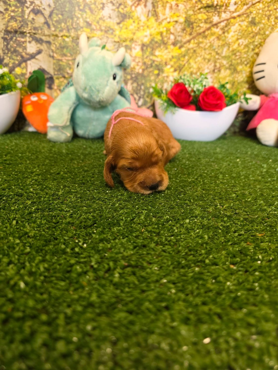 du domaine de Std Gladyce - Chiots disponibles - Cocker Spaniel Anglais