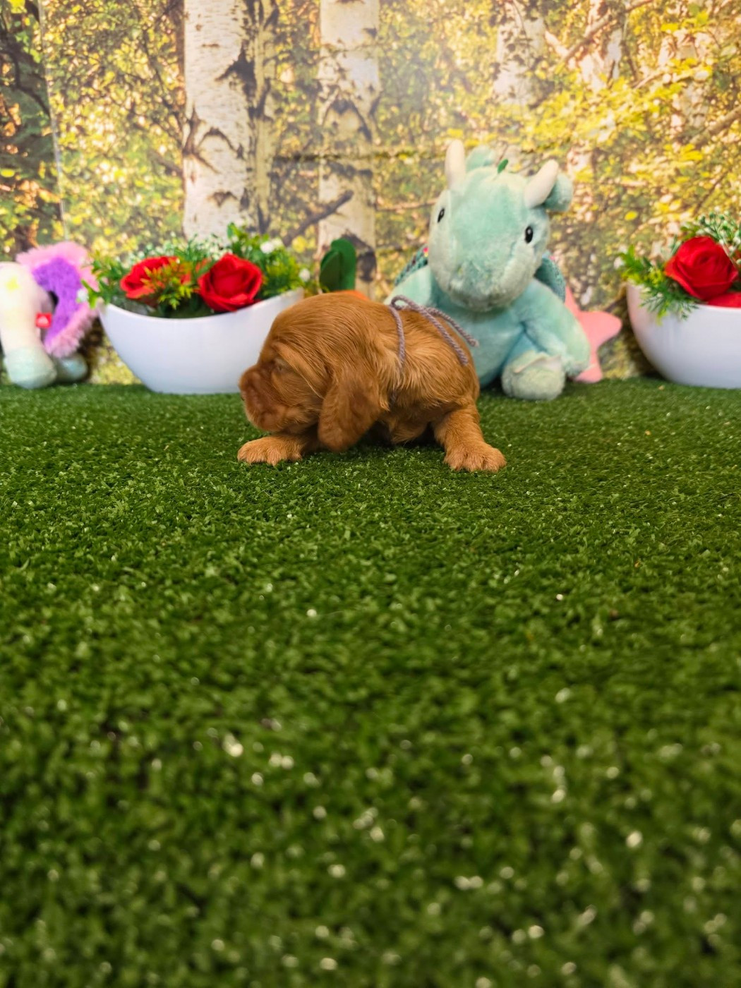 du domaine de Std Gladyce - Chiots disponibles - Cocker Spaniel Anglais