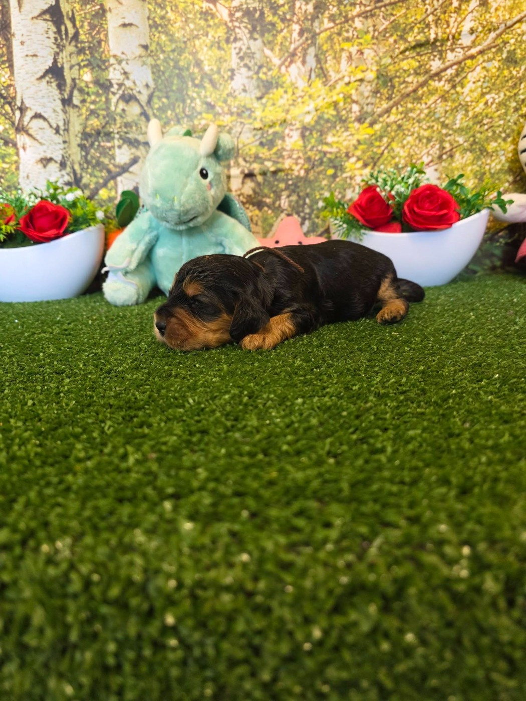 du domaine de Std Gladyce - Chiots disponibles - Cocker Spaniel Anglais