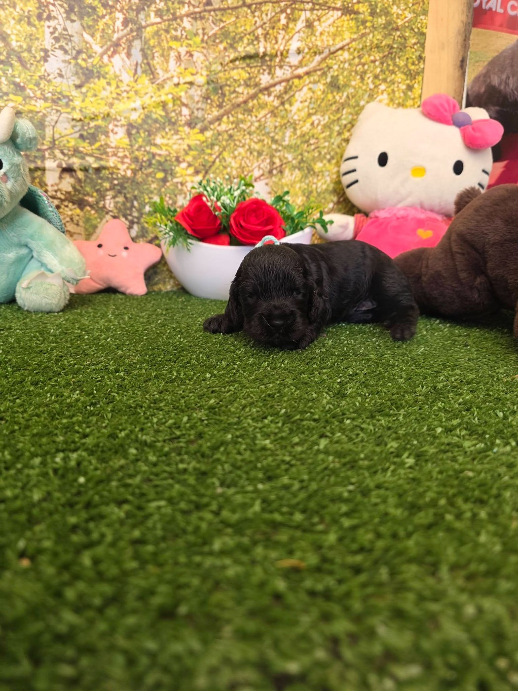 du domaine de Std Gladyce - Chiots disponibles - Cocker Spaniel Anglais