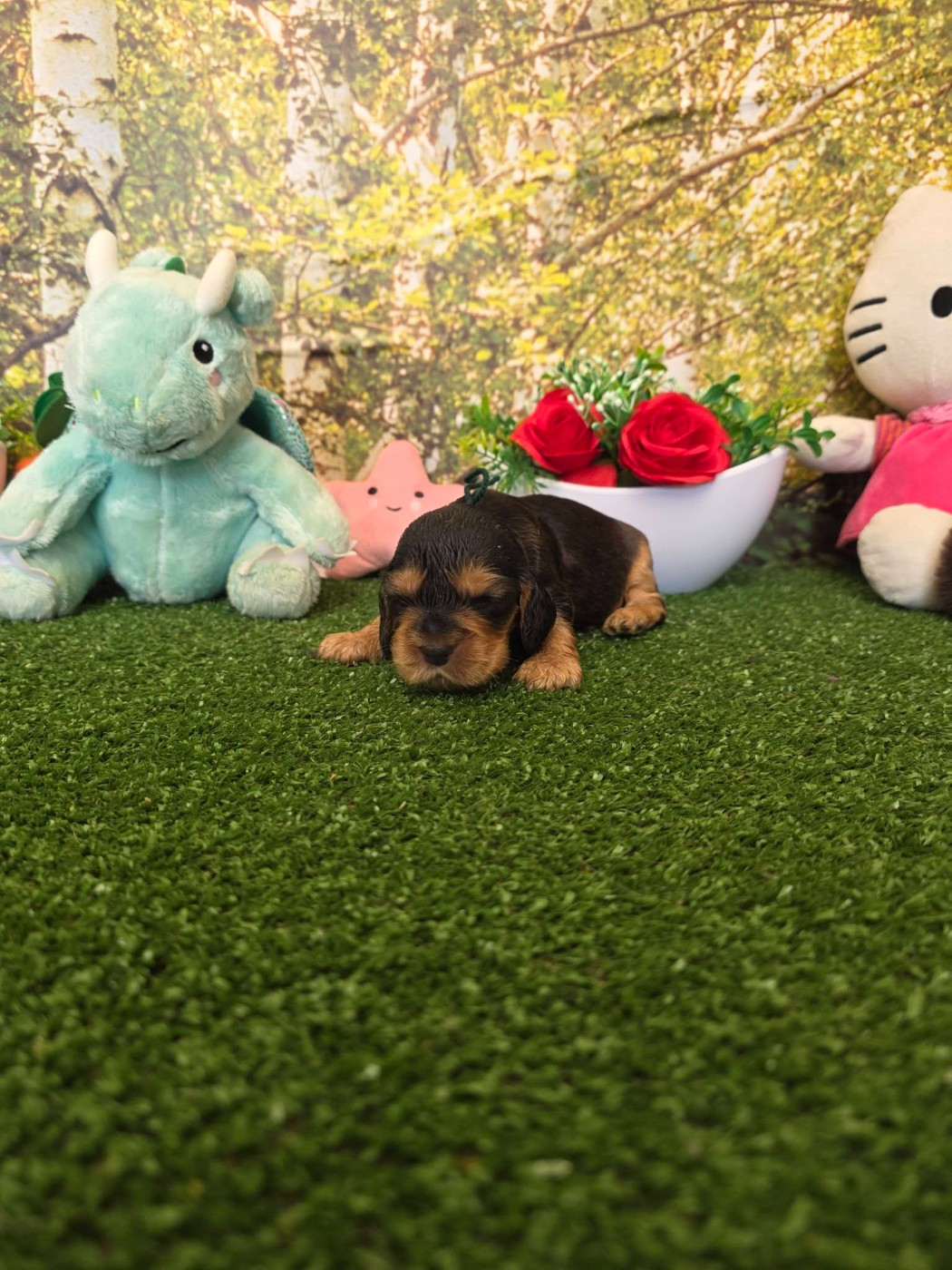 du domaine de Std Gladyce - Chiots disponibles - Cocker Spaniel Anglais