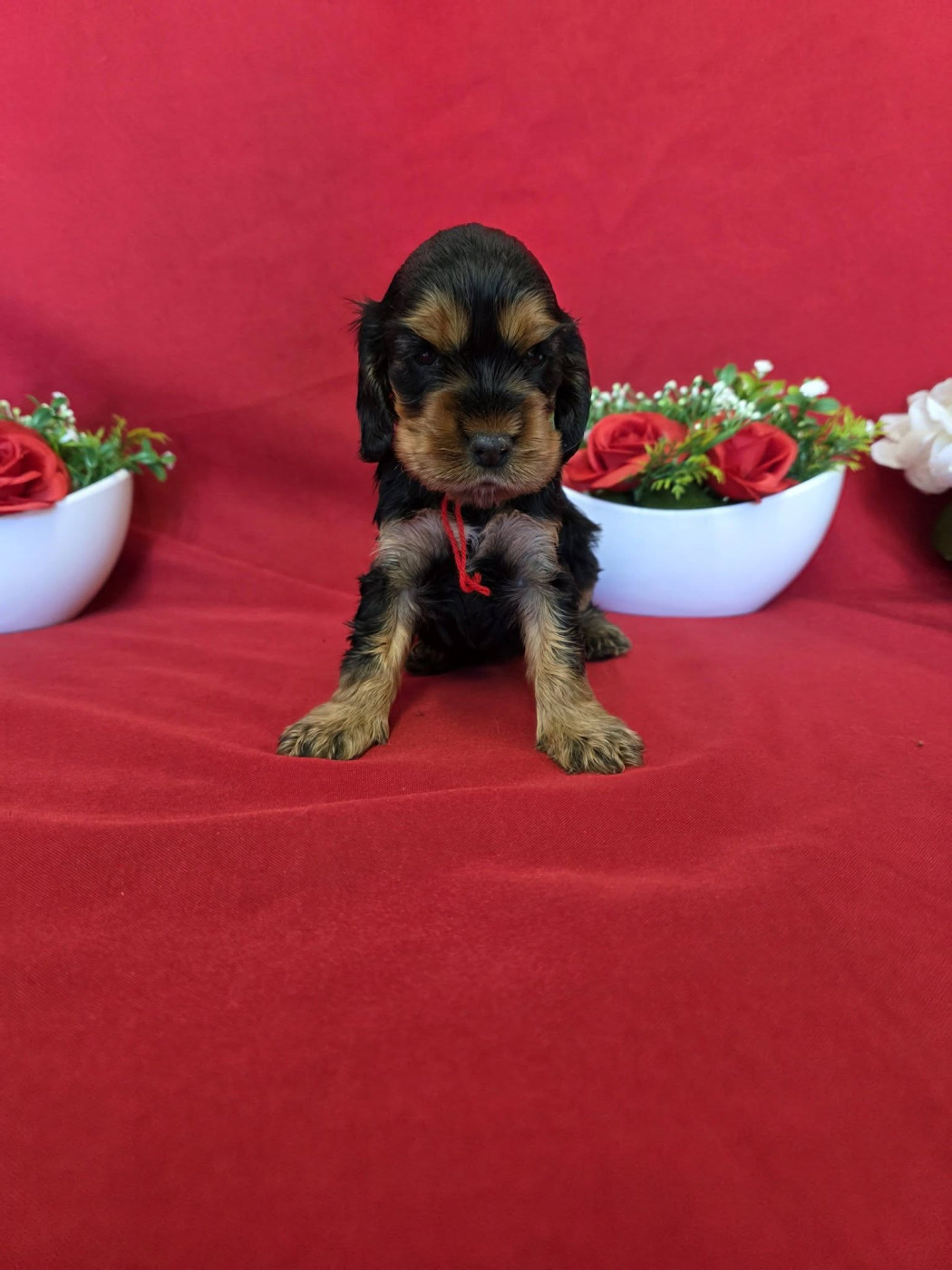 Chiot Cocker Spaniel Anglais du domaine de Std Gladyce