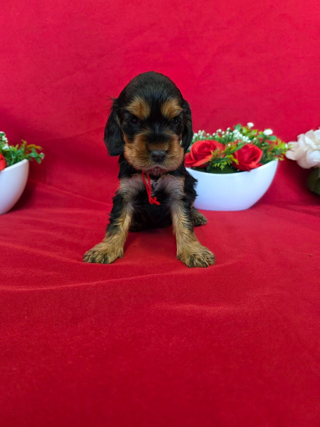 du domaine de Std Gladyce - Chiots disponibles - Cocker Spaniel Anglais