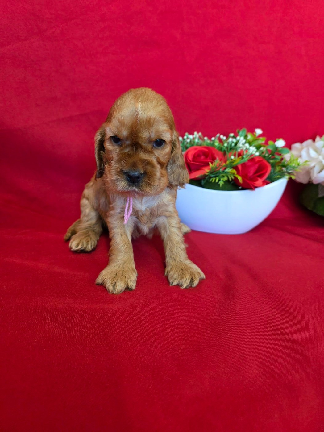 du domaine de Std Gladyce - Chiots disponibles - Cocker Spaniel Anglais