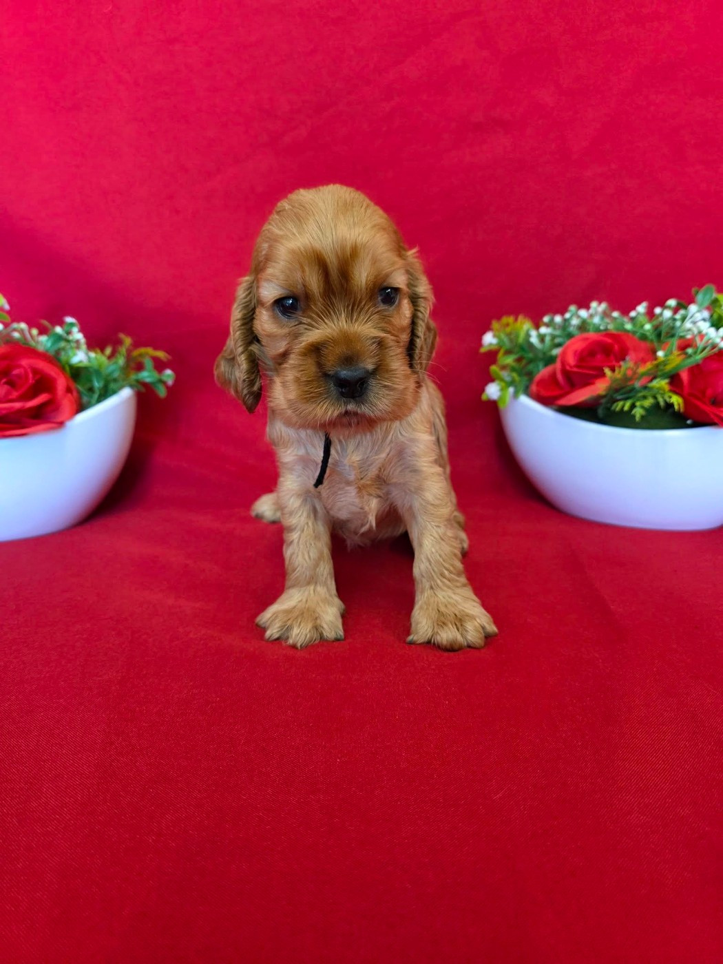 du domaine de Std Gladyce - Chiots disponibles - Cocker Spaniel Anglais
