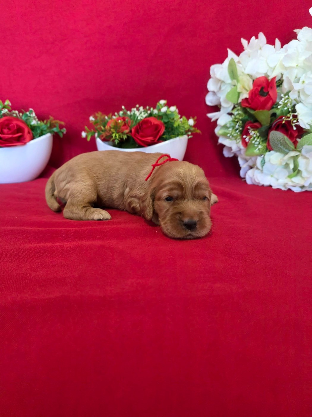 du domaine de Std Gladyce - Chiots disponibles - Cocker Spaniel Anglais