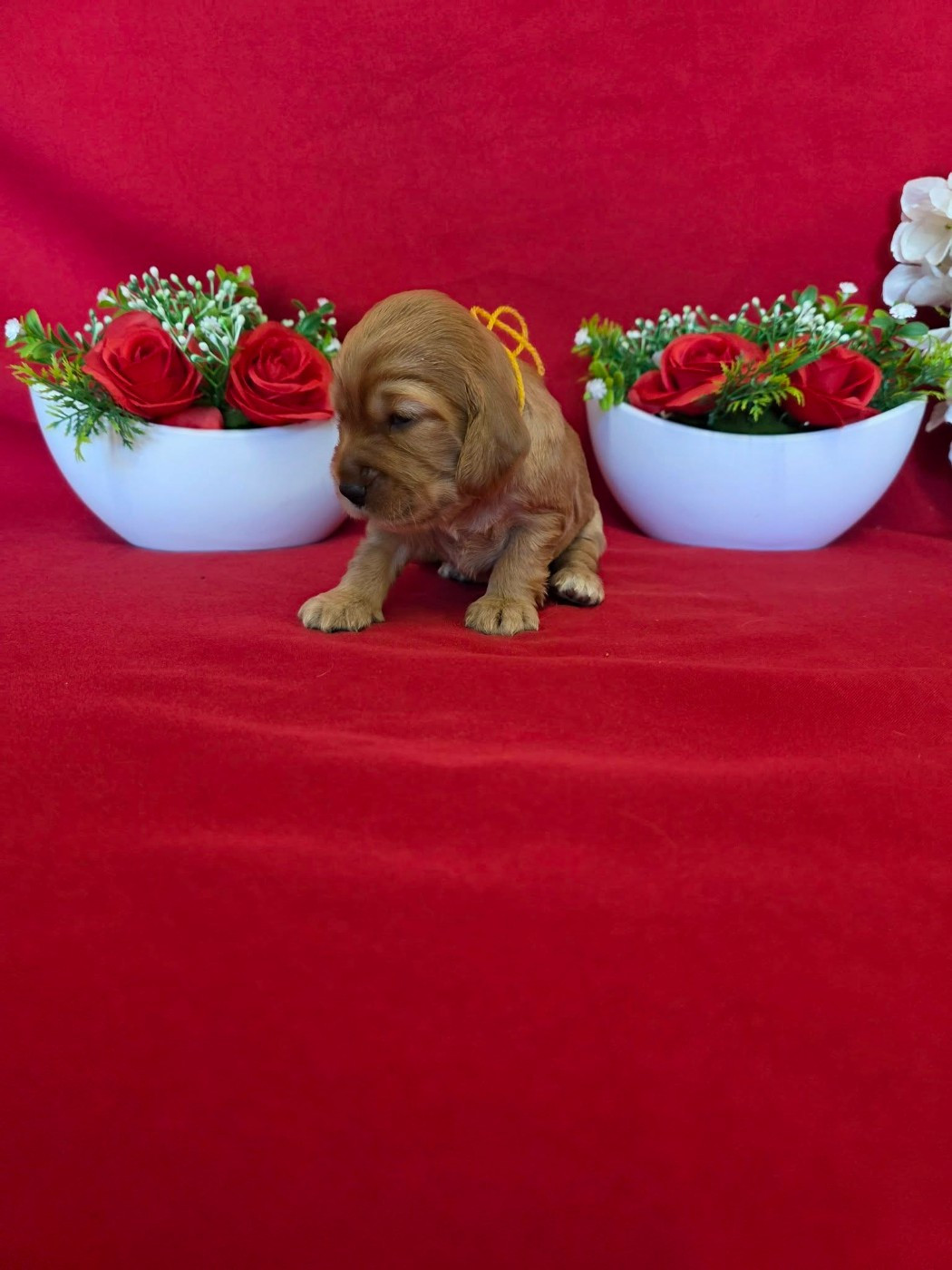 du domaine de Std Gladyce - Chiots disponibles - Cocker Spaniel Anglais