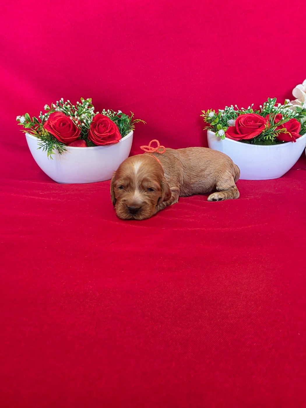 du domaine de Std Gladyce - Chiots disponibles - Cocker Spaniel Anglais