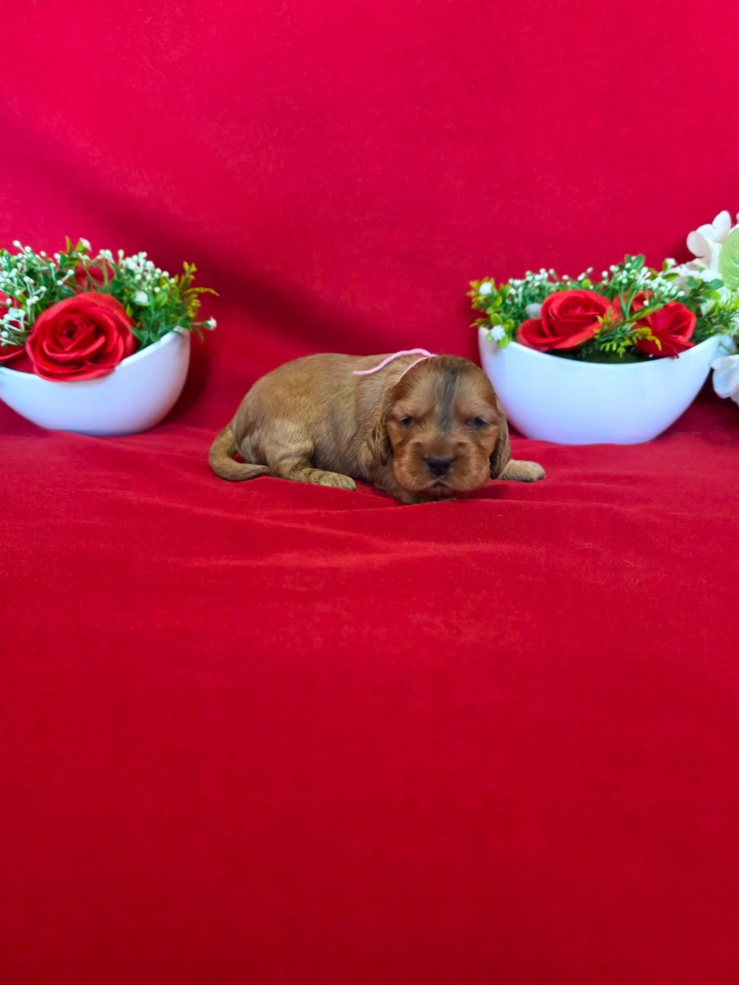 du domaine de Std Gladyce - Chiots disponibles - Cocker Spaniel Anglais
