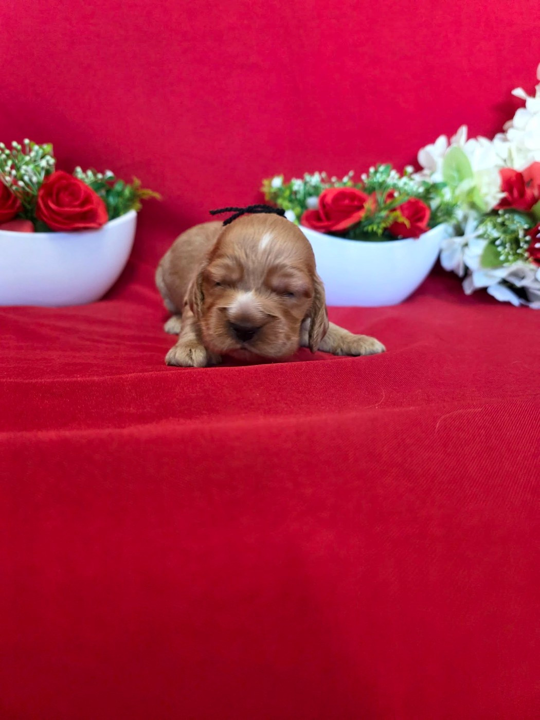 du domaine de Std Gladyce - Chiots disponibles - Cocker Spaniel Anglais