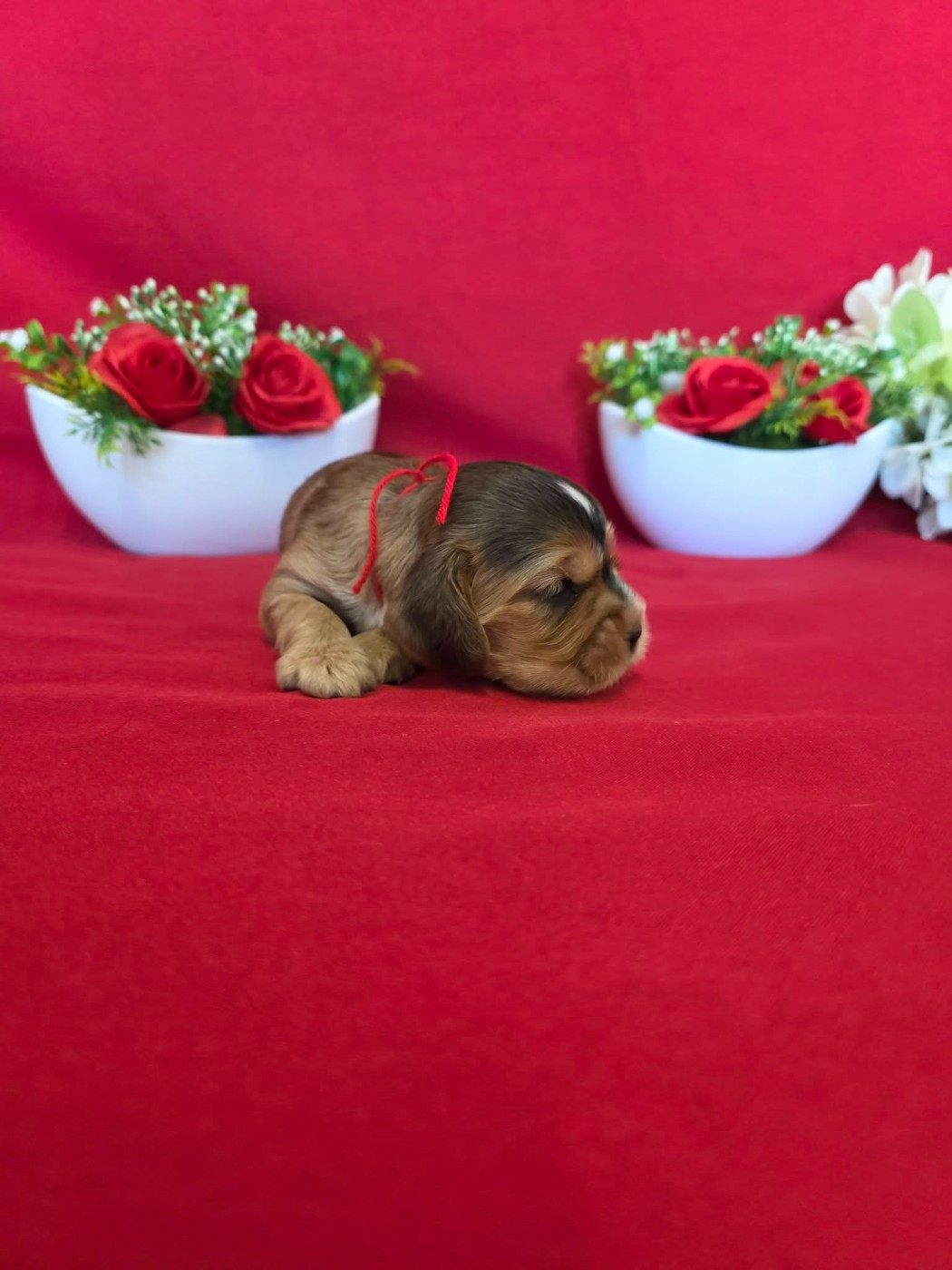 du domaine de Std Gladyce - Chiots disponibles - Cocker Spaniel Anglais