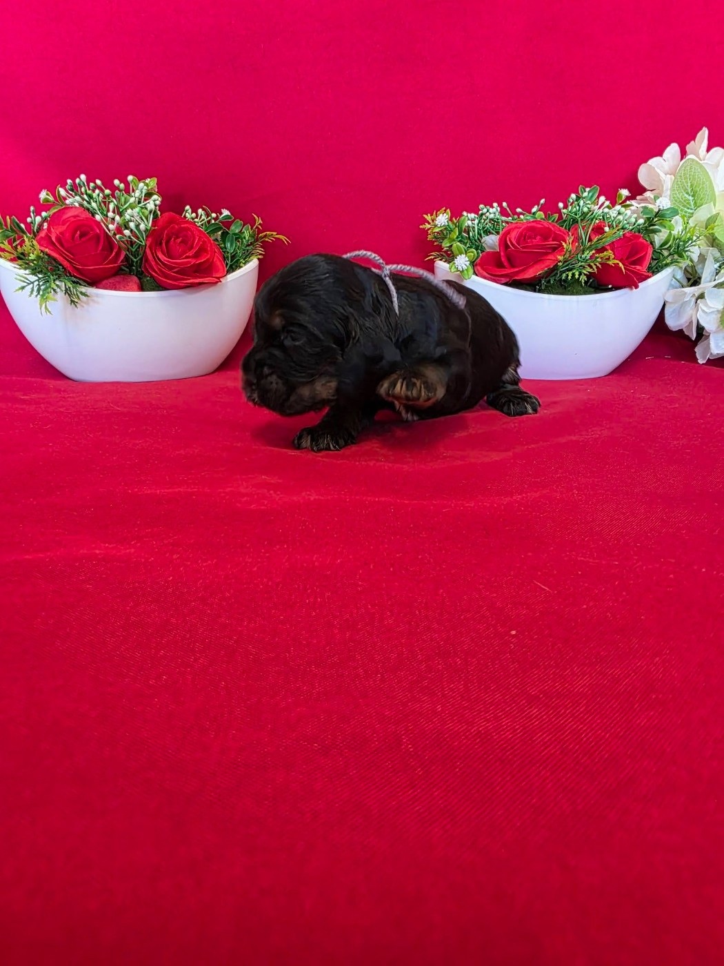 du domaine de Std Gladyce - Chiots disponibles - Cocker Spaniel Anglais