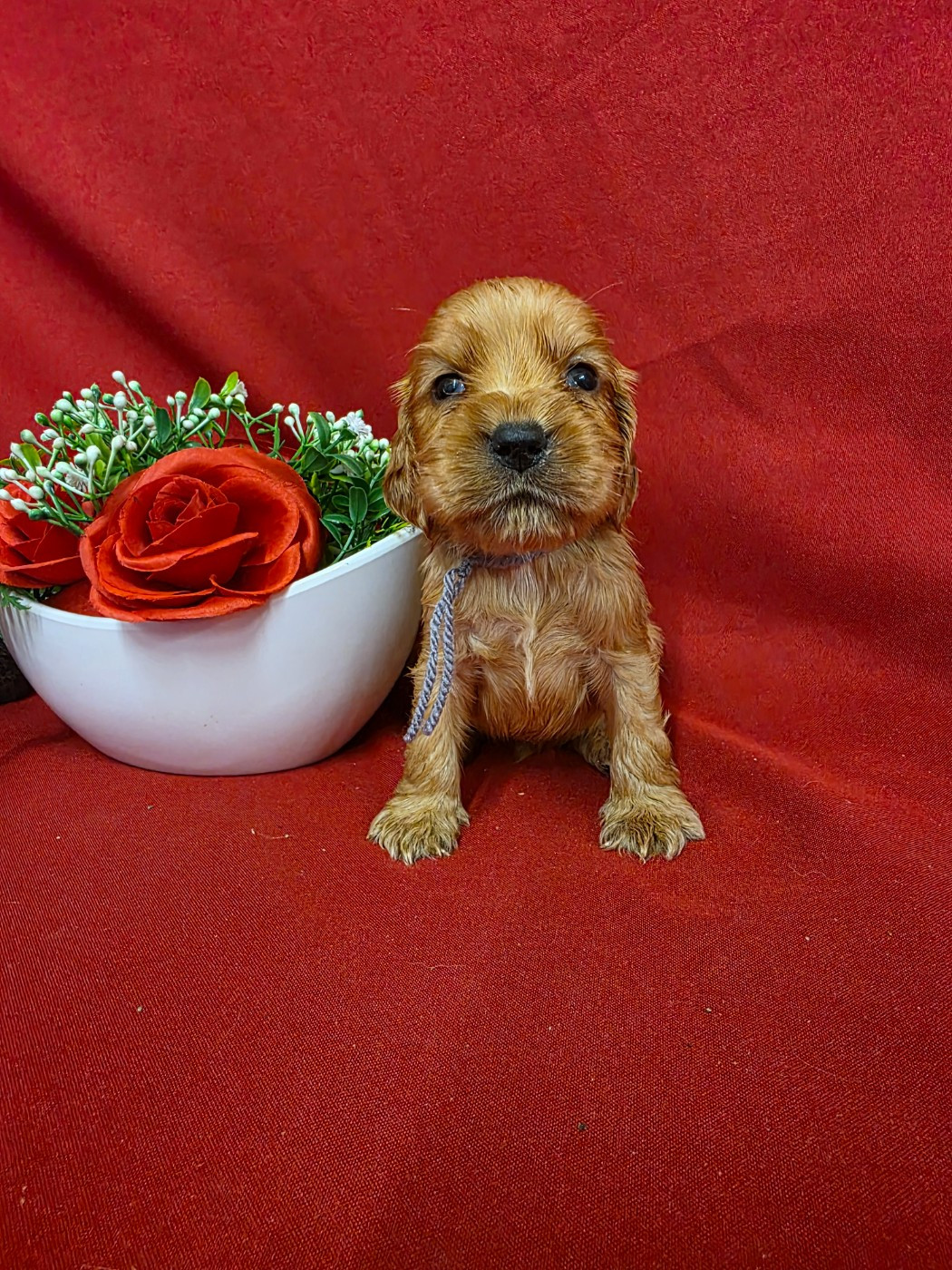 du domaine de Std Gladyce - Chiots disponibles - Cocker Spaniel Anglais