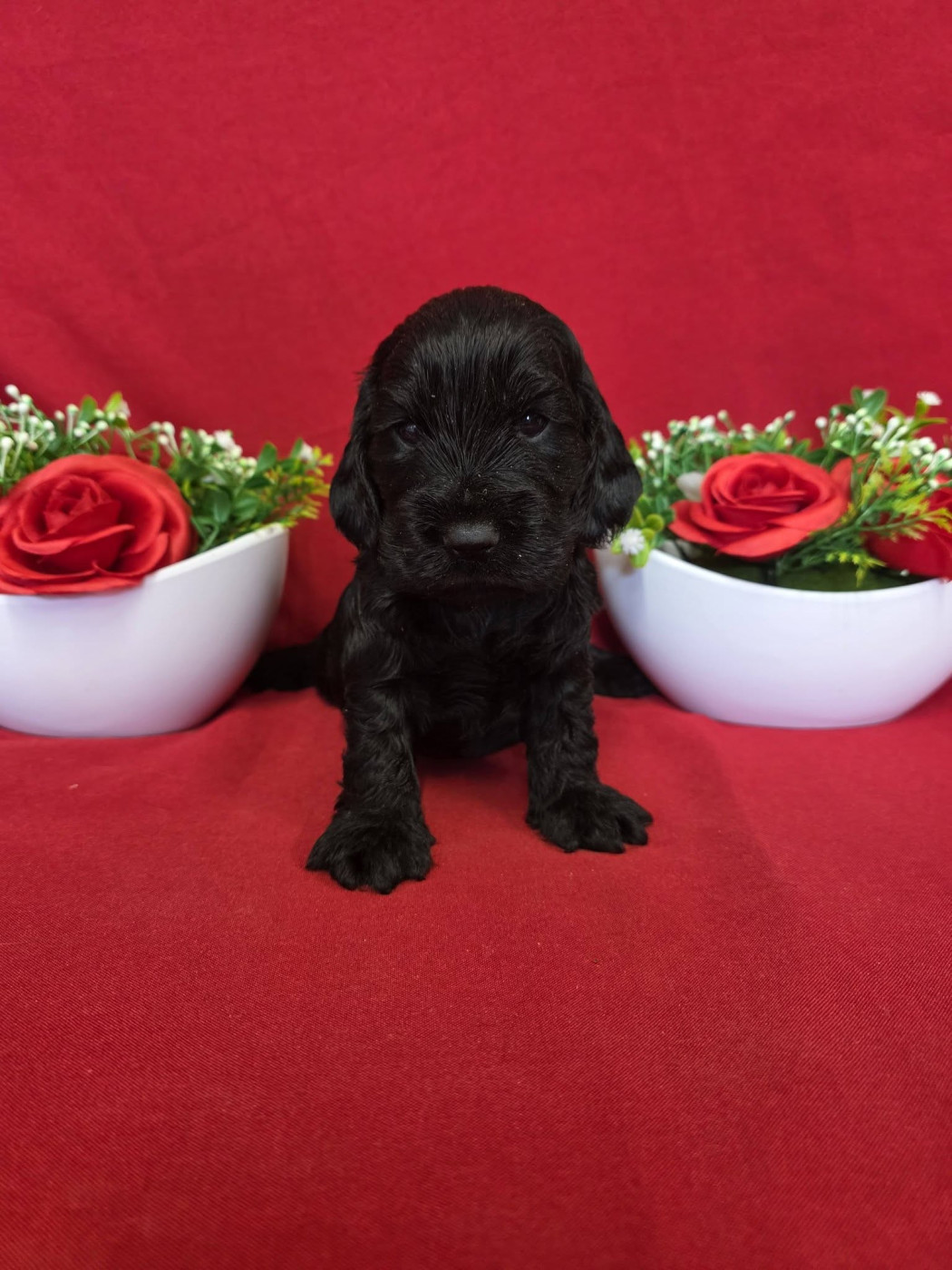 Chiot Cocker Spaniel Anglais du domaine de Std Gladyce