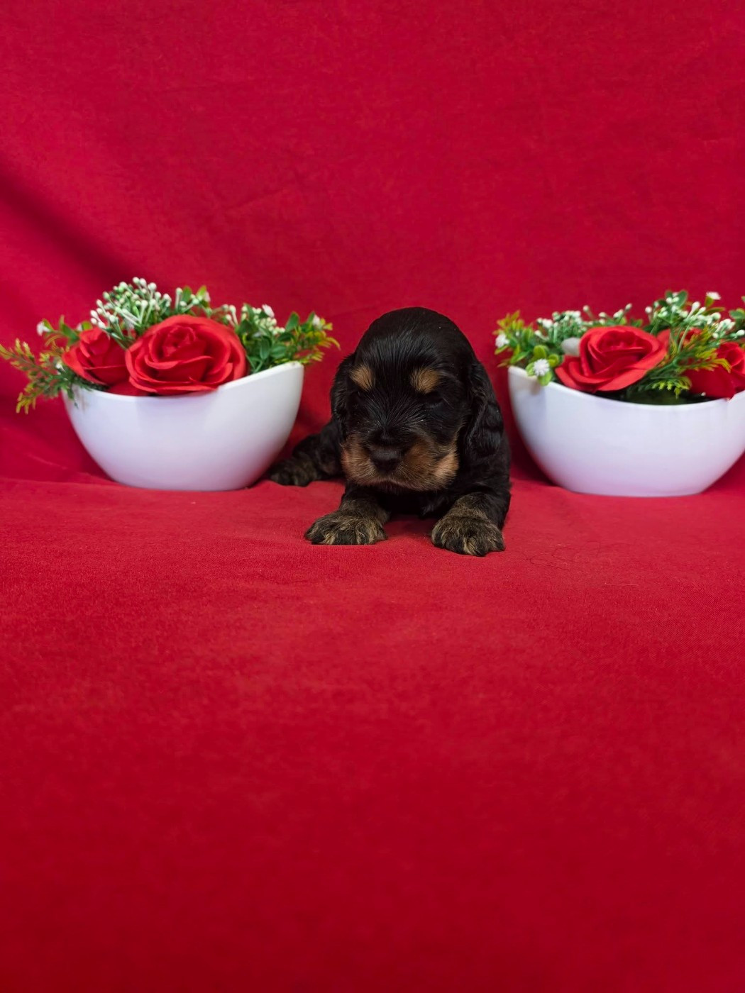 du domaine de Std Gladyce - Chiots disponibles - Cocker Spaniel Anglais