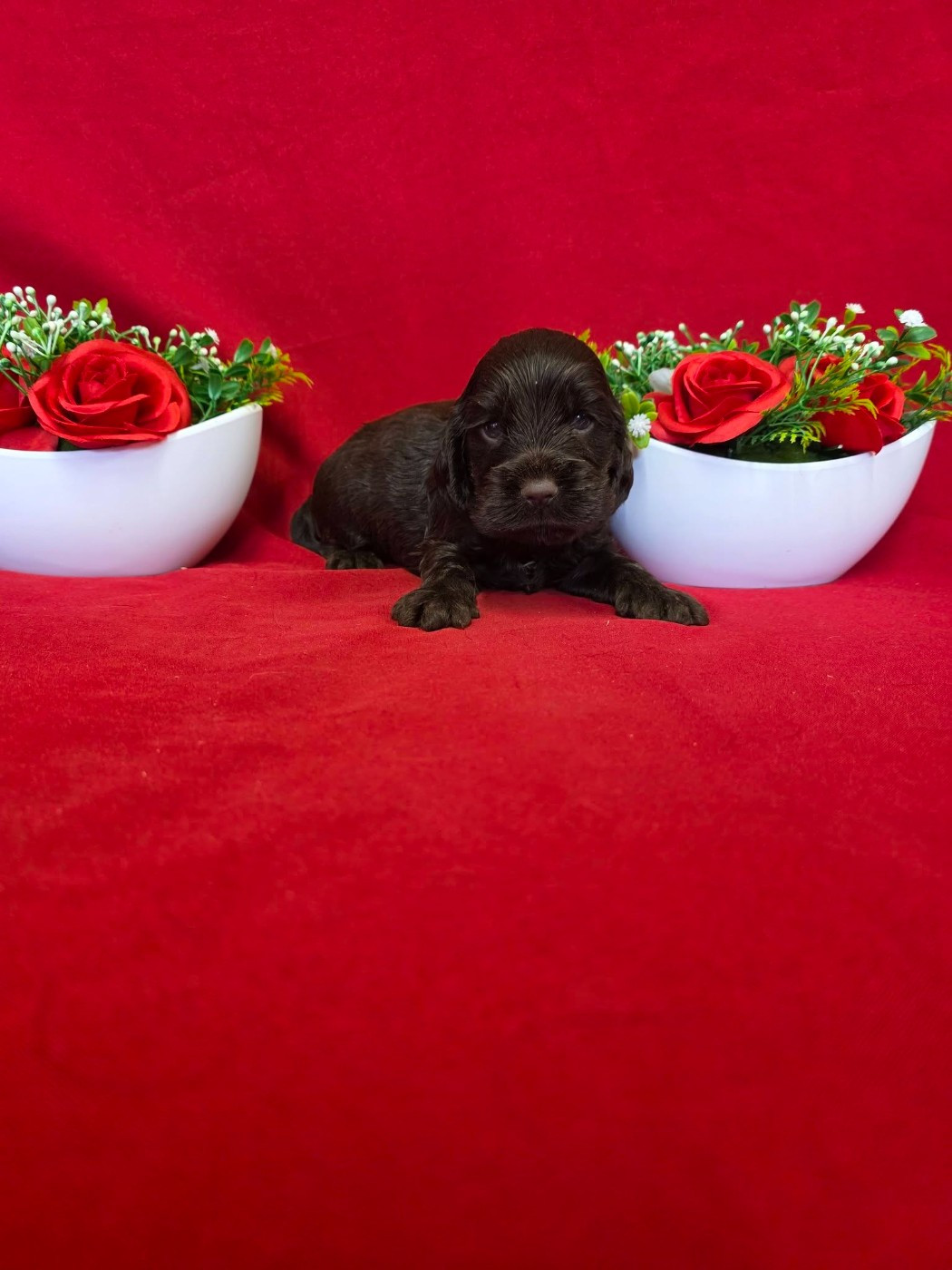 du domaine de Std Gladyce - Chiots disponibles - Cocker Spaniel Anglais
