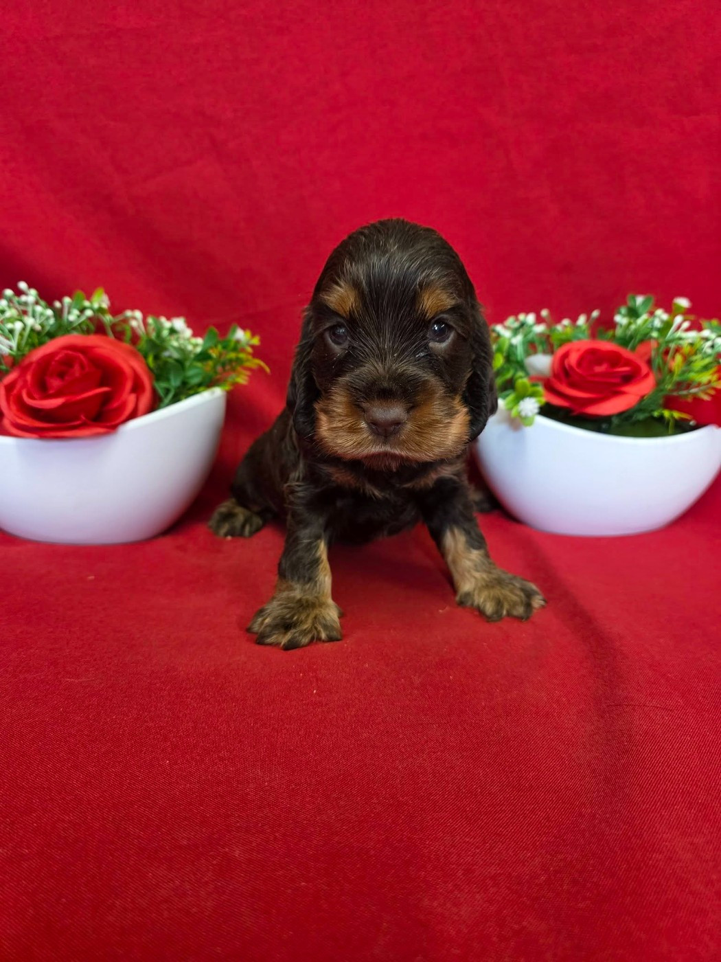 du domaine de Std Gladyce - Chiots disponibles - Cocker Spaniel Anglais