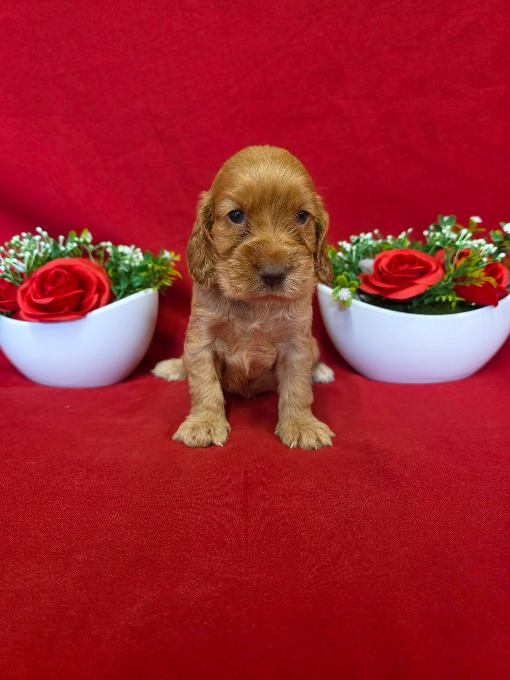 du domaine de Std Gladyce - Chiots disponibles - Cocker Spaniel Anglais