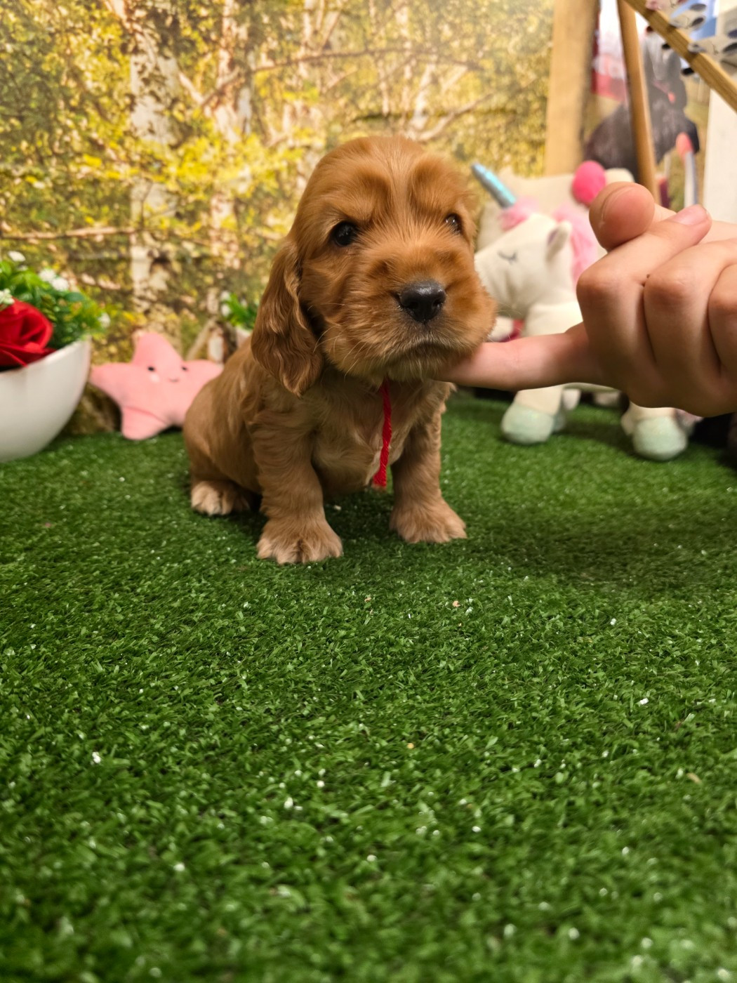 du domaine de Std Gladyce - Chiots disponibles - Cocker Spaniel Anglais