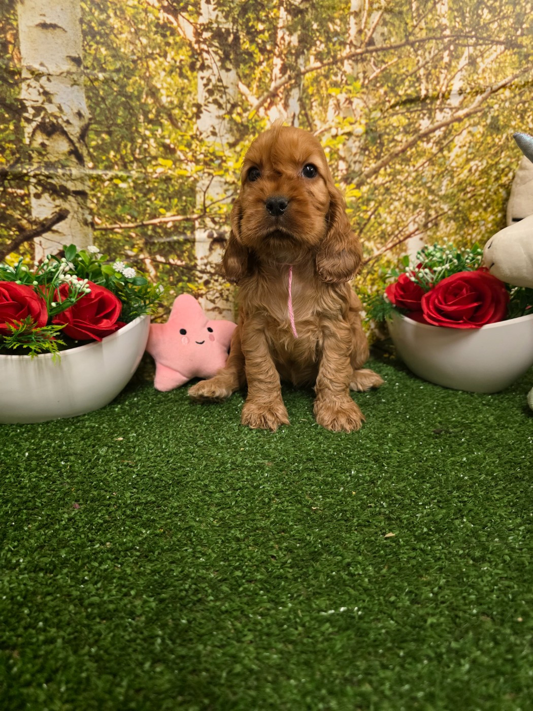 du domaine de Std Gladyce - Chiots disponibles - Cocker Spaniel Anglais