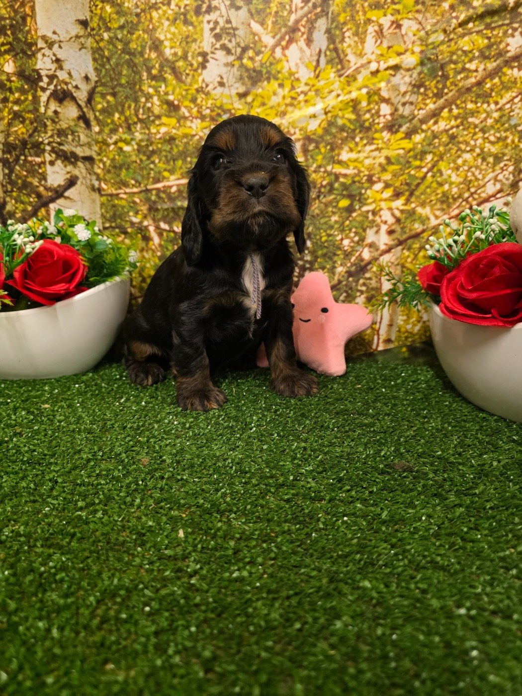 du domaine de Std Gladyce - Chiots disponibles - Cocker Spaniel Anglais