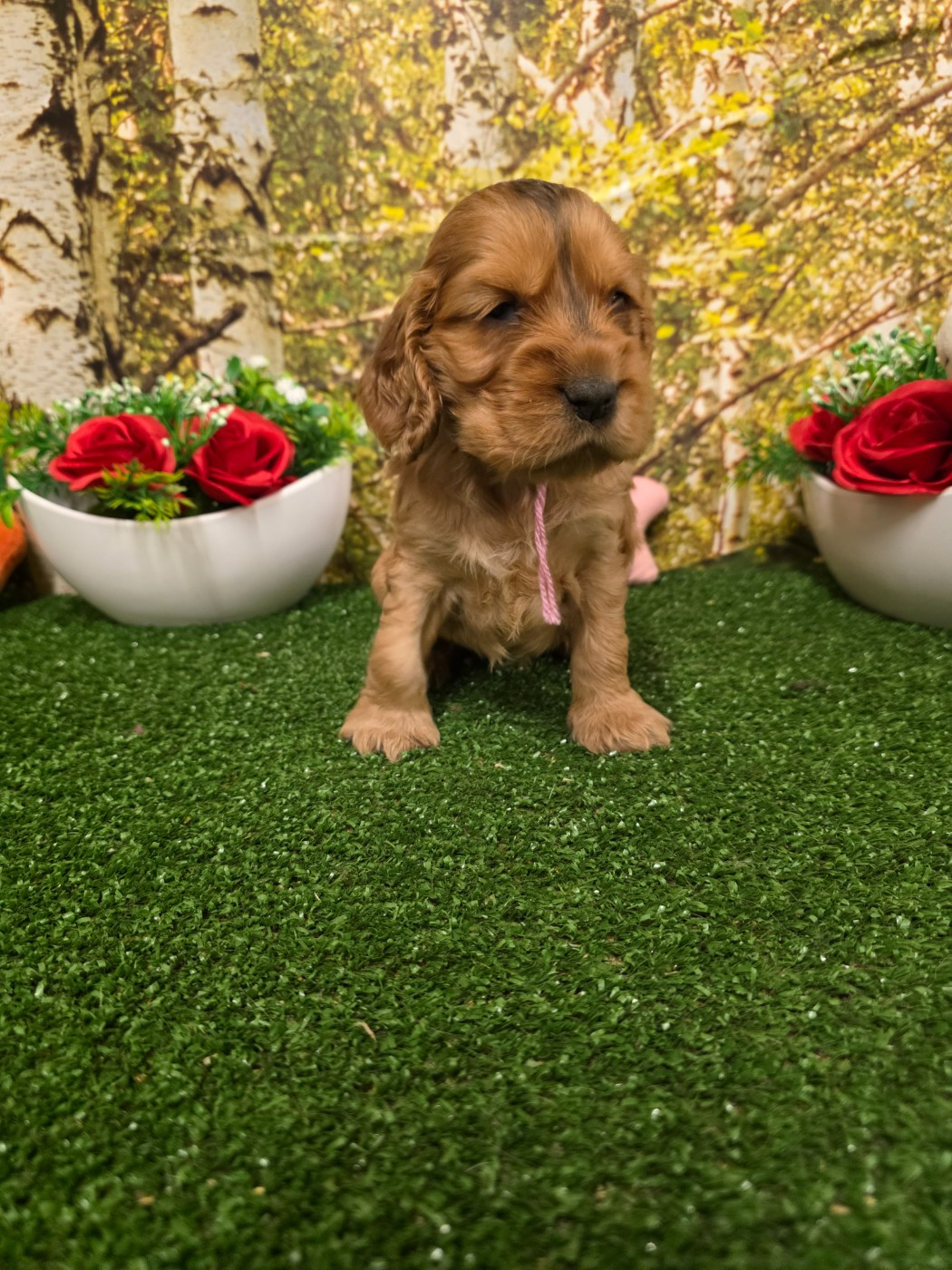 du domaine de Std Gladyce - Chiots disponibles - Cocker Spaniel Anglais