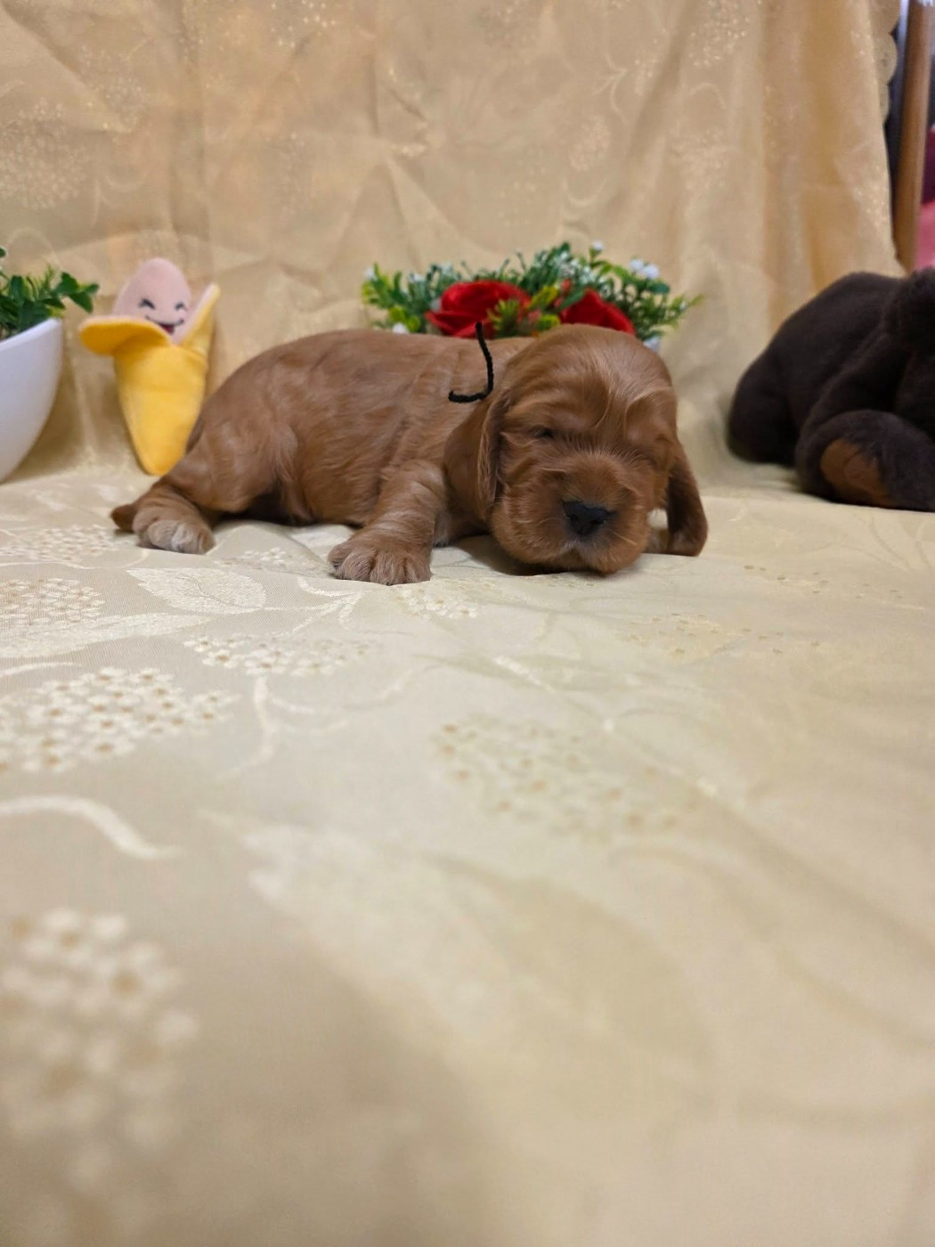 du domaine de Std Gladyce - Chiots disponibles - Cocker Spaniel Anglais