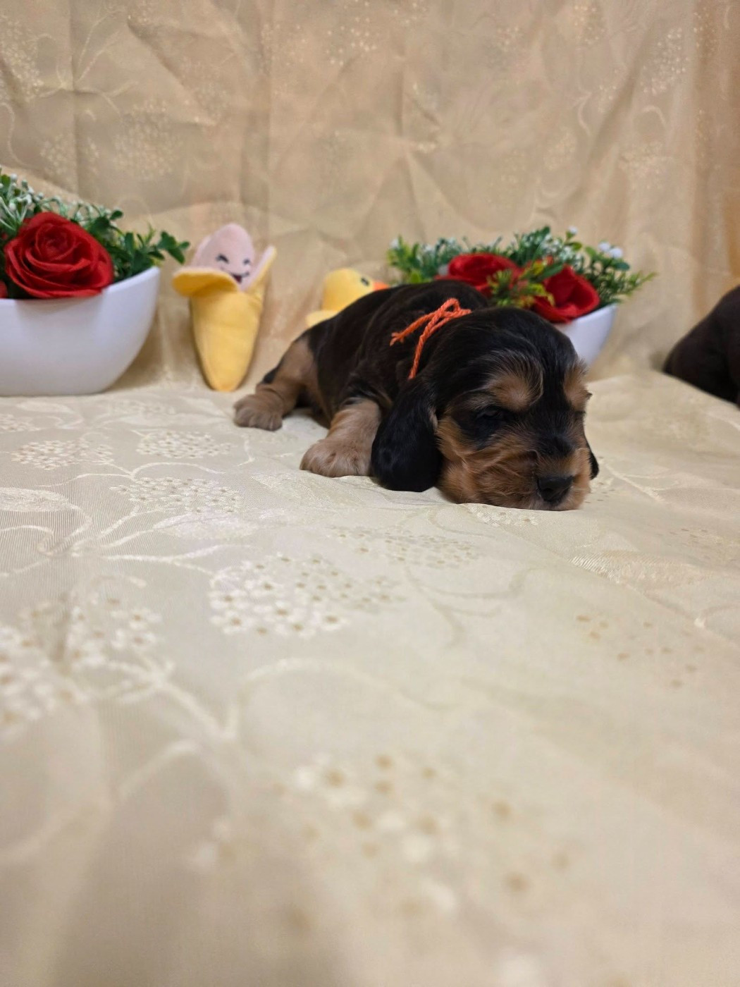 du domaine de Std Gladyce - Chiots disponibles - Cocker Spaniel Anglais