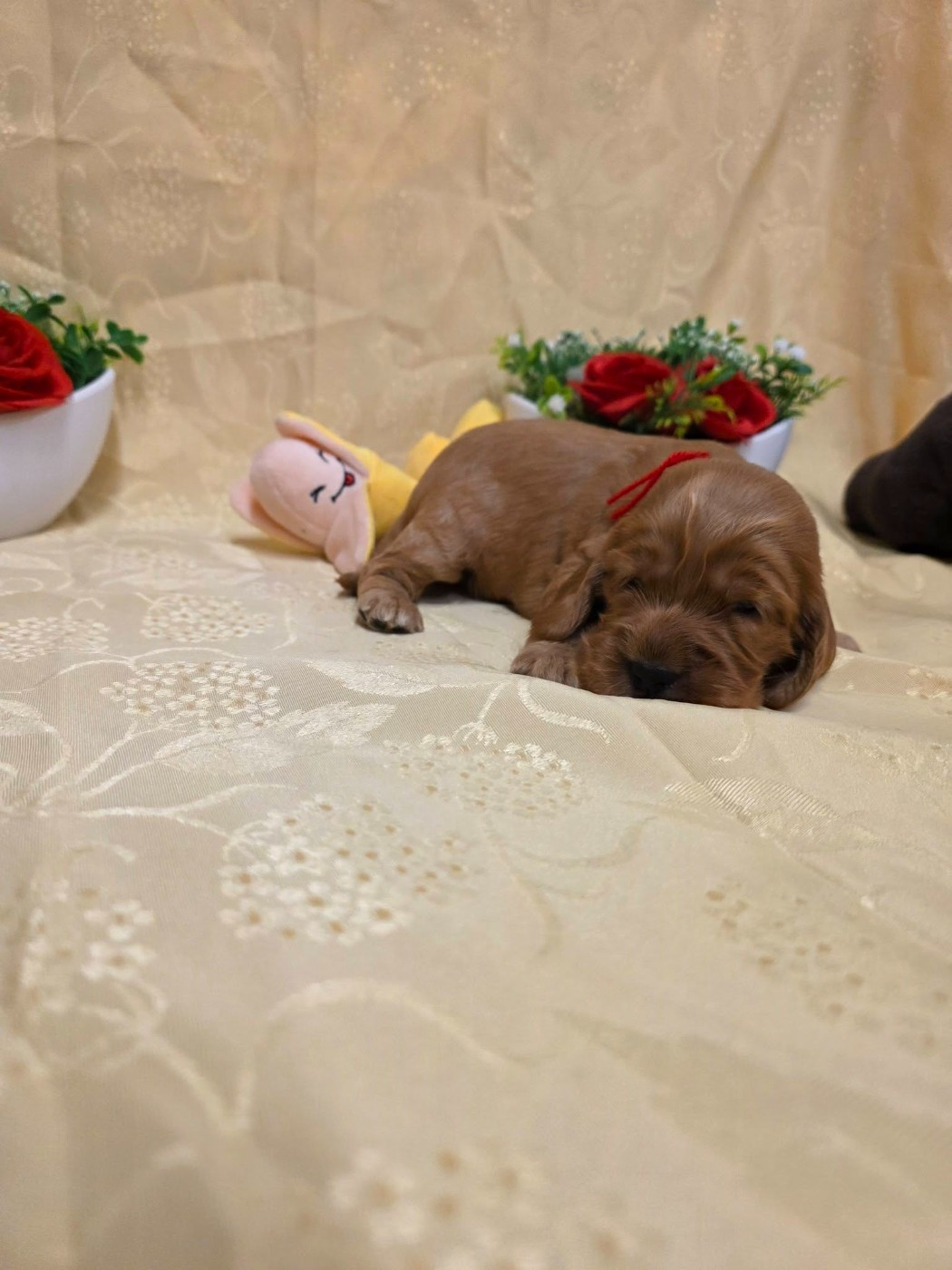 du domaine de Std Gladyce - Chiots disponibles - Cocker Spaniel Anglais