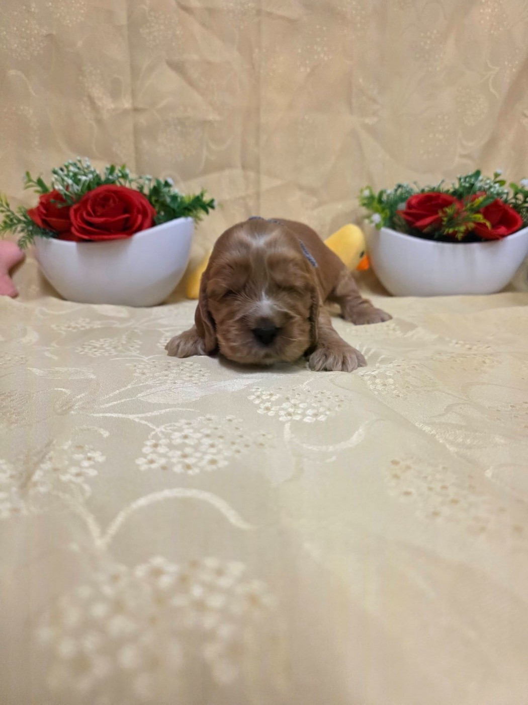 du domaine de Std Gladyce - Chiots disponibles - Cocker Spaniel Anglais