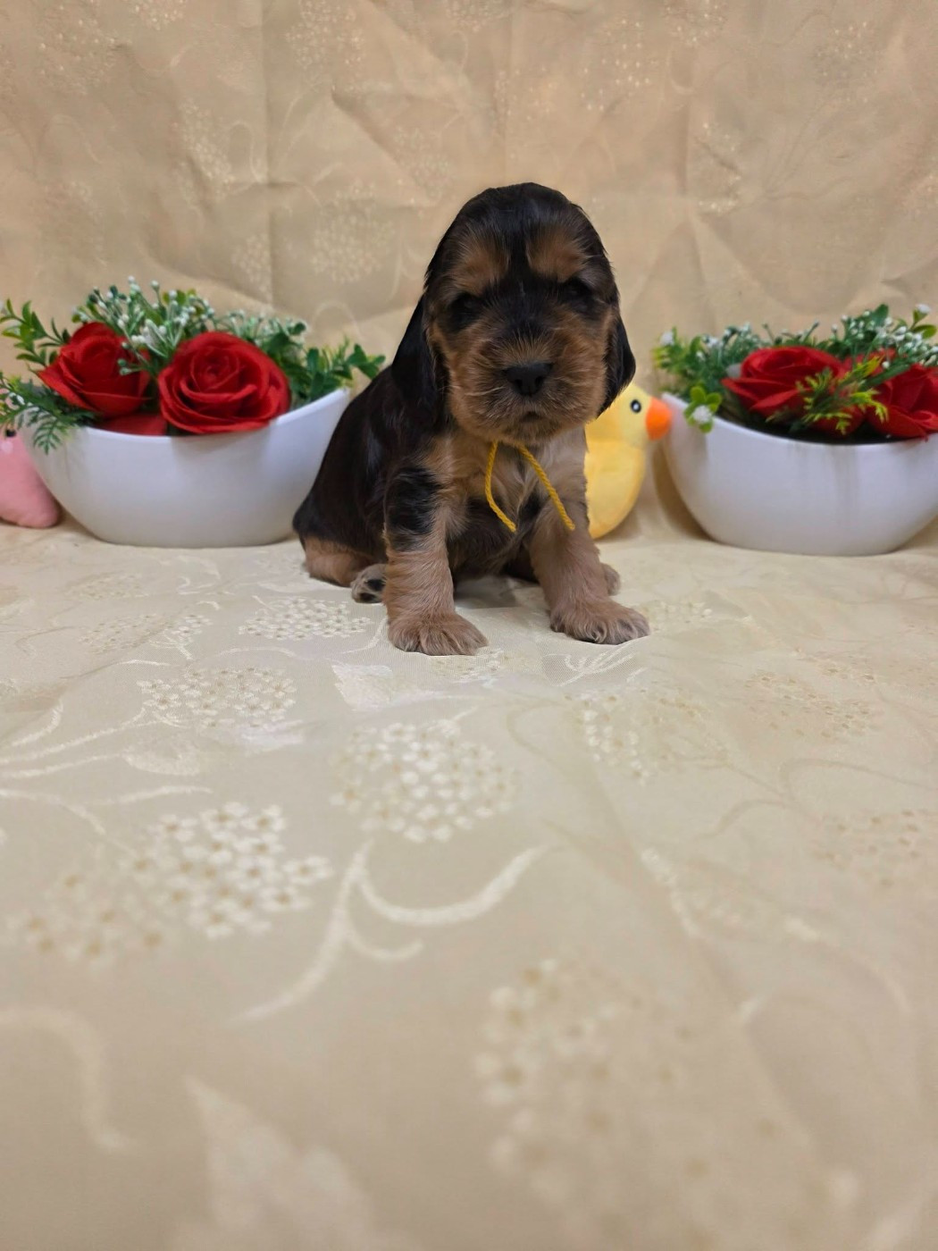 du domaine de Std Gladyce - Chiots disponibles - Cocker Spaniel Anglais