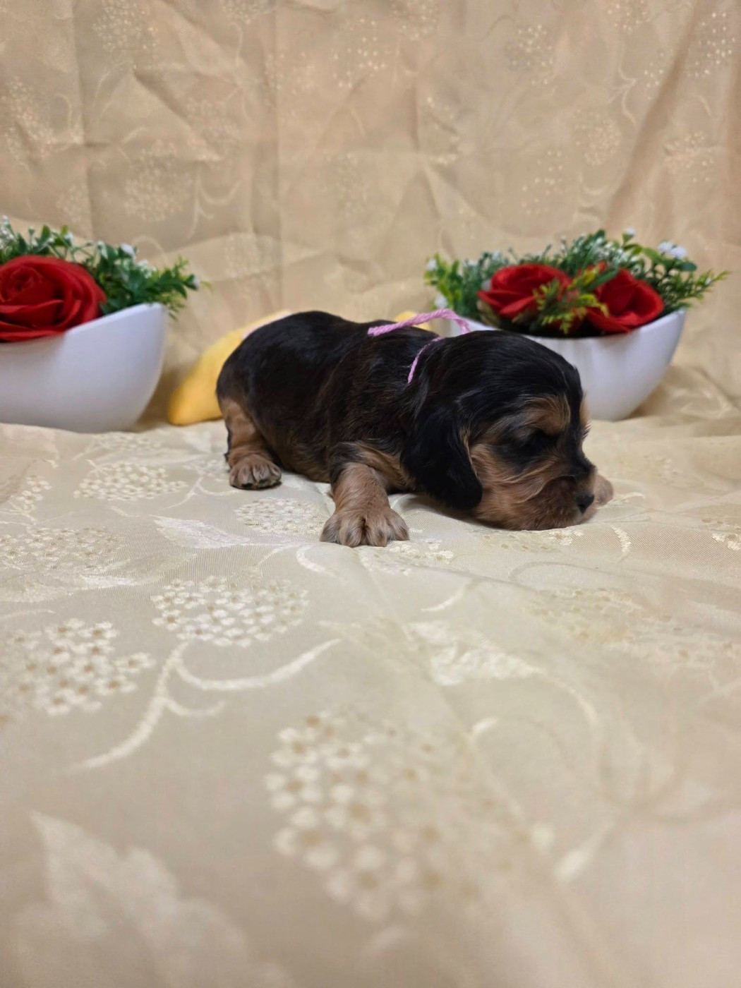 du domaine de Std Gladyce - Chiots disponibles - Cocker Spaniel Anglais