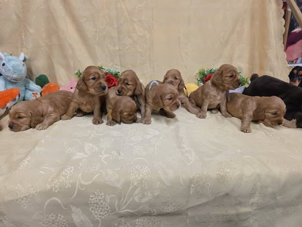 Chiot Cocker Spaniel Anglais du domaine de Std Gladyce
