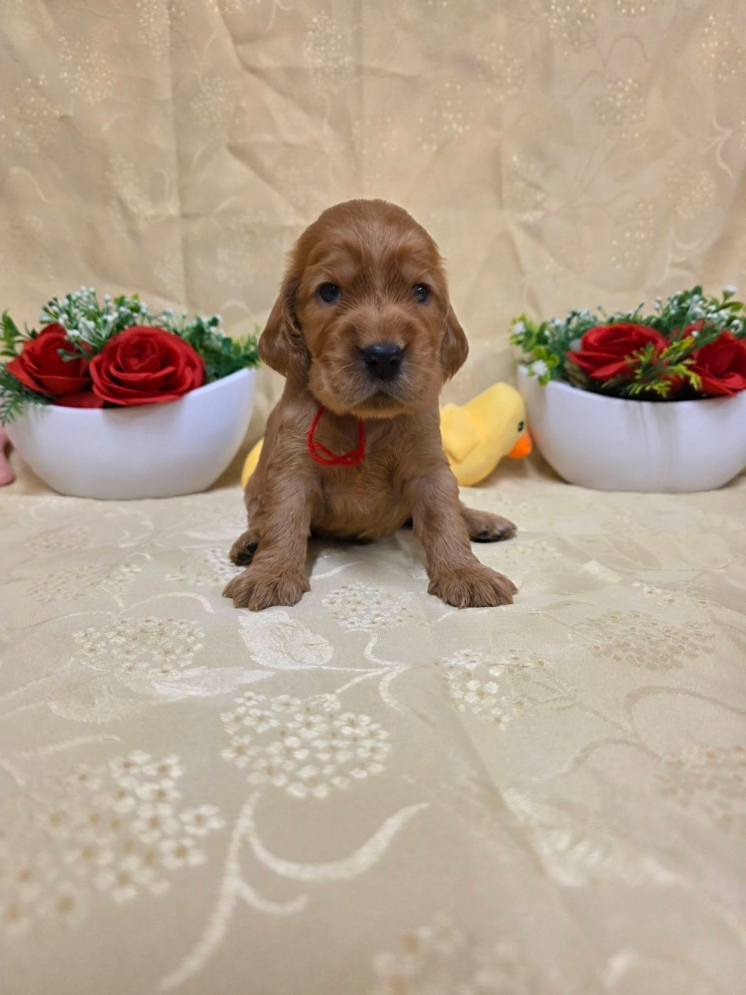 du domaine de Std Gladyce - Chiots disponibles - Cocker Spaniel Anglais