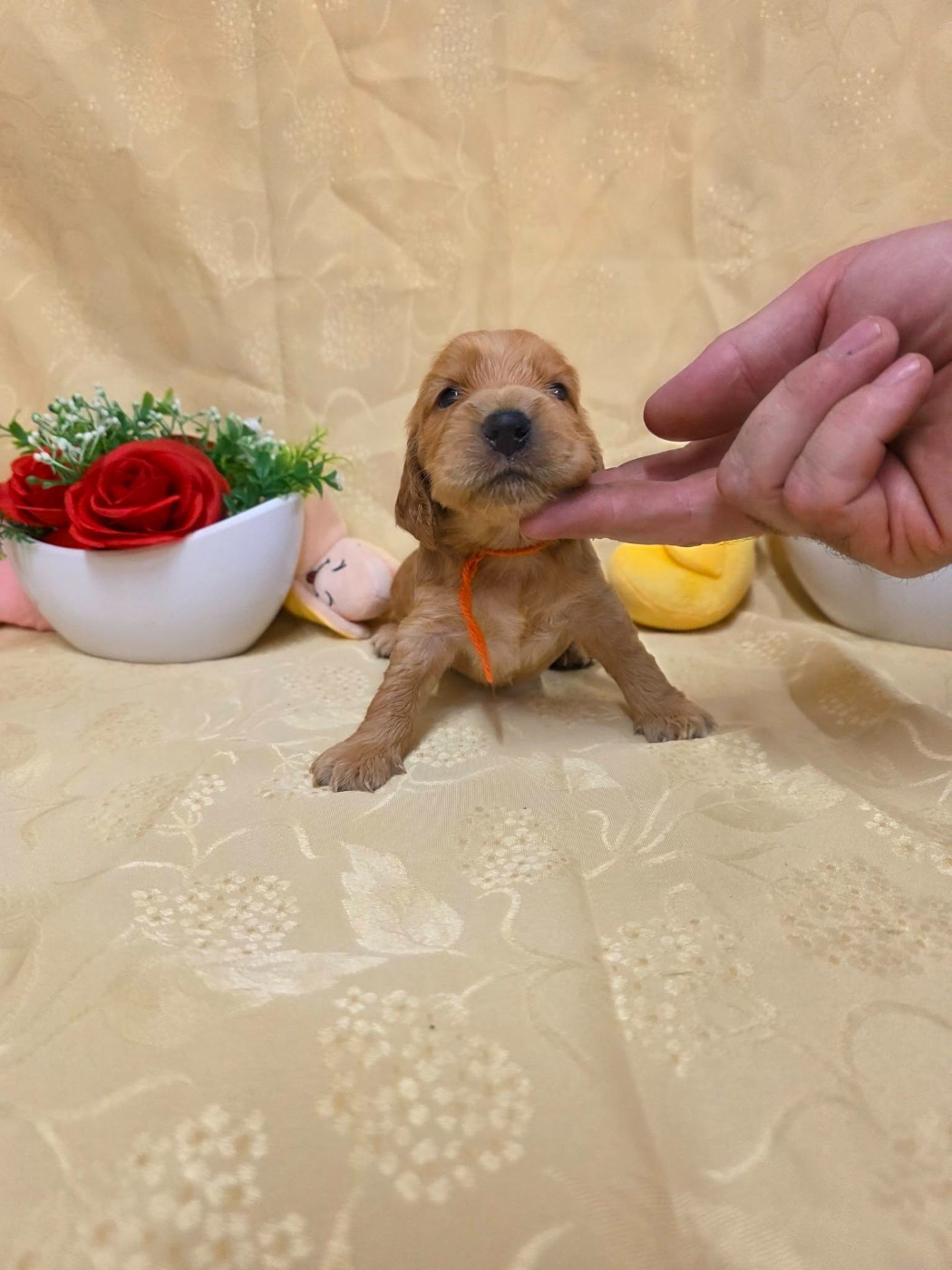 du domaine de Std Gladyce - Chiots disponibles - Cocker Spaniel Anglais