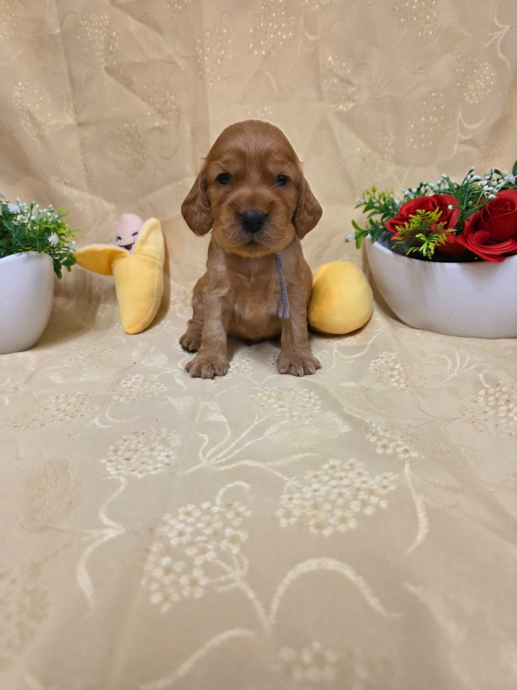 du domaine de Std Gladyce - Chiots disponibles - Cocker Spaniel Anglais