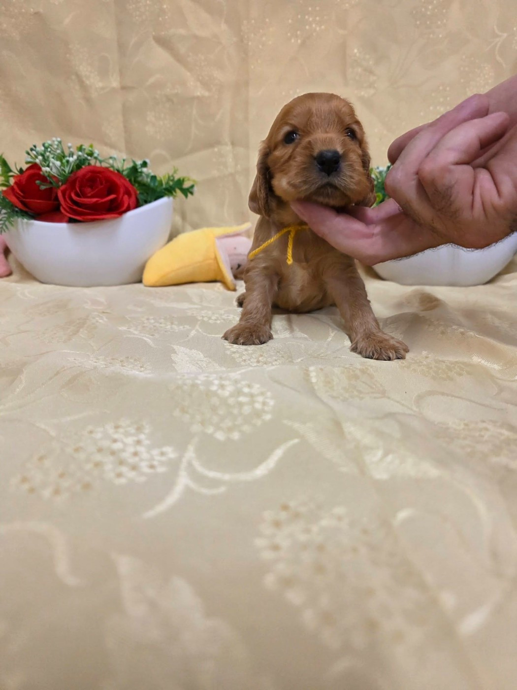 du domaine de Std Gladyce - Chiots disponibles - Cocker Spaniel Anglais
