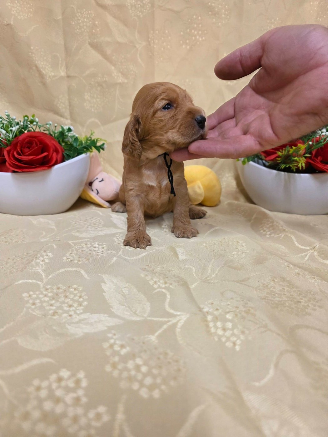du domaine de Std Gladyce - Chiots disponibles - Cocker Spaniel Anglais