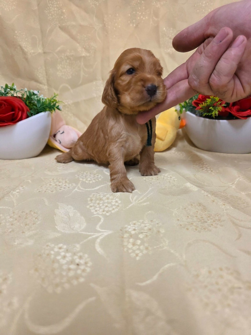 du domaine de Std Gladyce - Chiots disponibles - Cocker Spaniel Anglais
