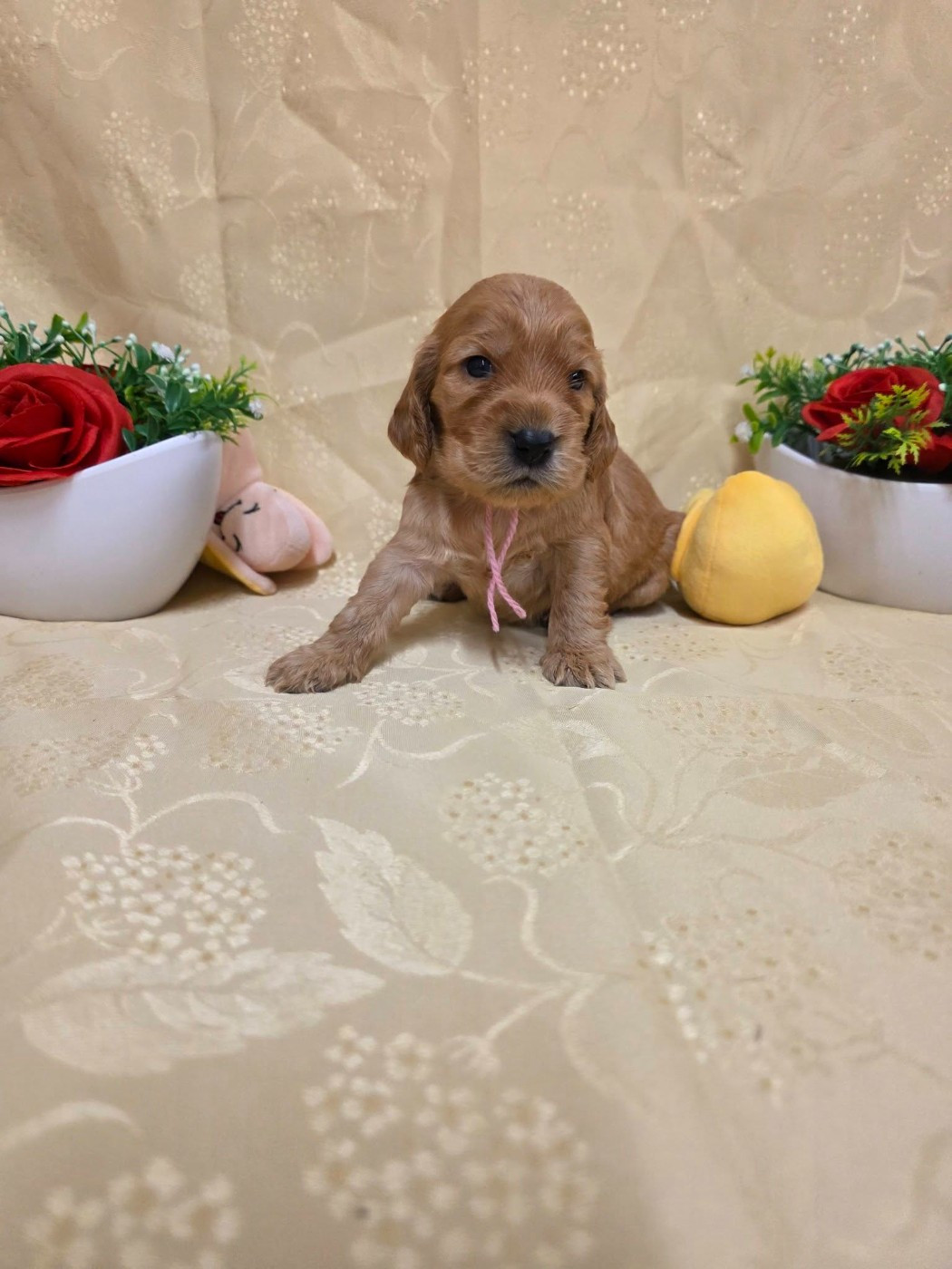 du domaine de Std Gladyce - Chiots disponibles - Cocker Spaniel Anglais