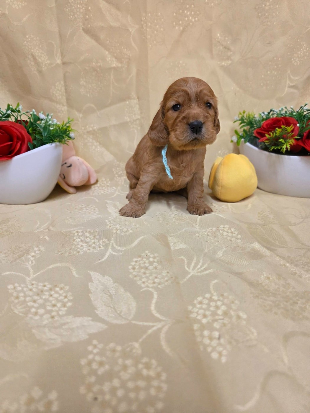 du domaine de Std Gladyce - Chiots disponibles - Cocker Spaniel Anglais