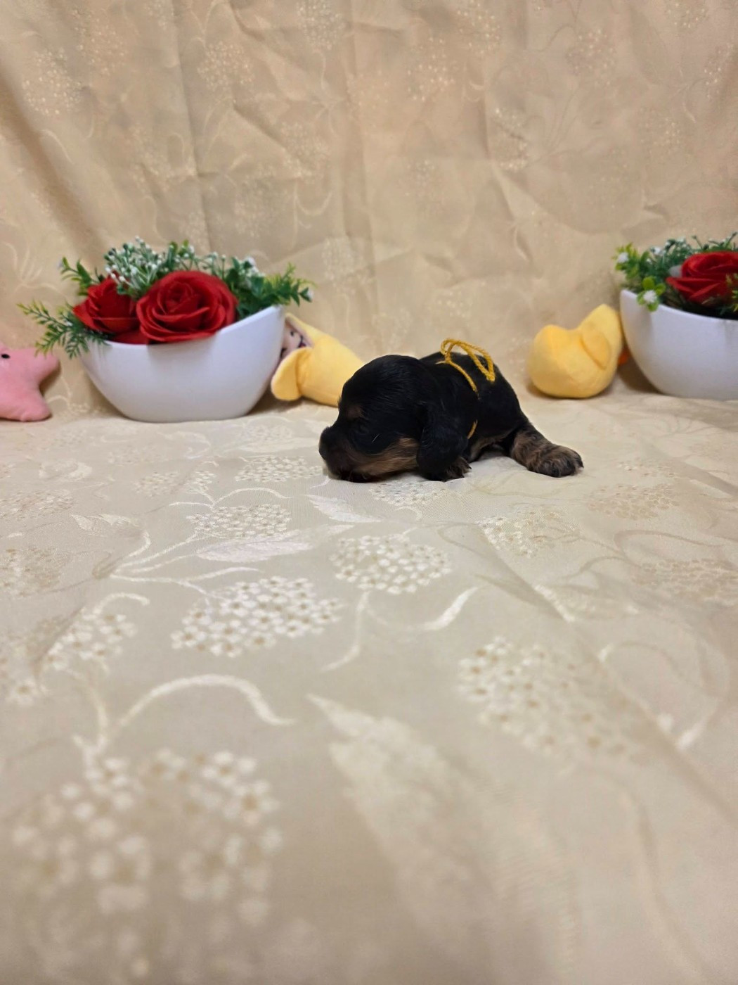 du domaine de Std Gladyce - Chiots disponibles - Cocker Spaniel Anglais
