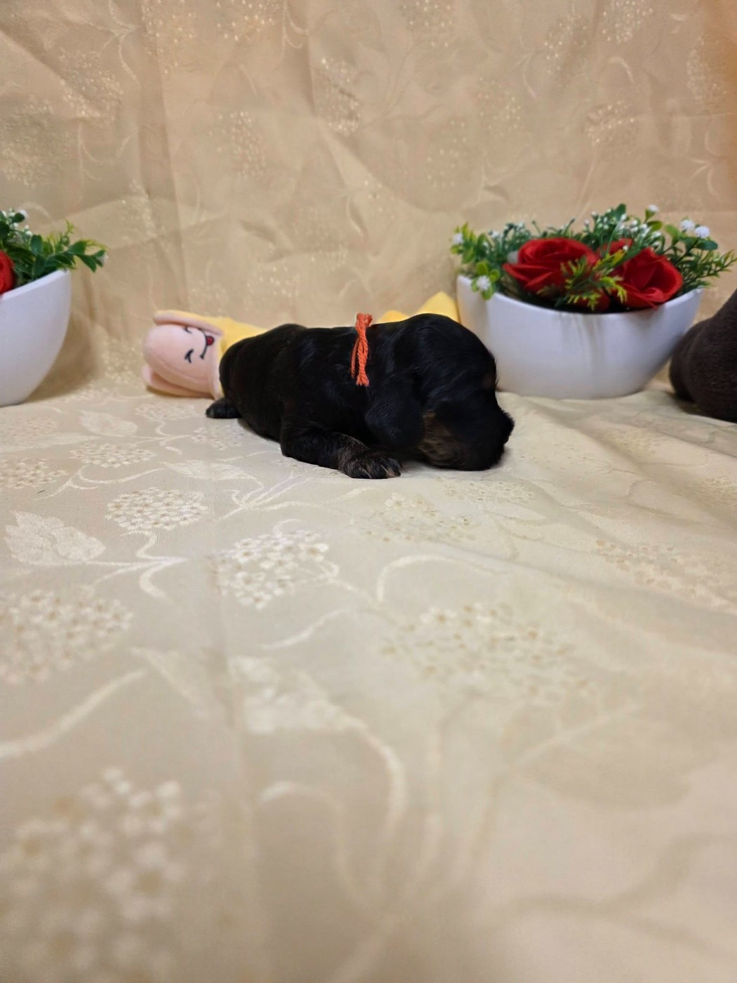 du domaine de Std Gladyce - Chiots disponibles - Cocker Spaniel Anglais